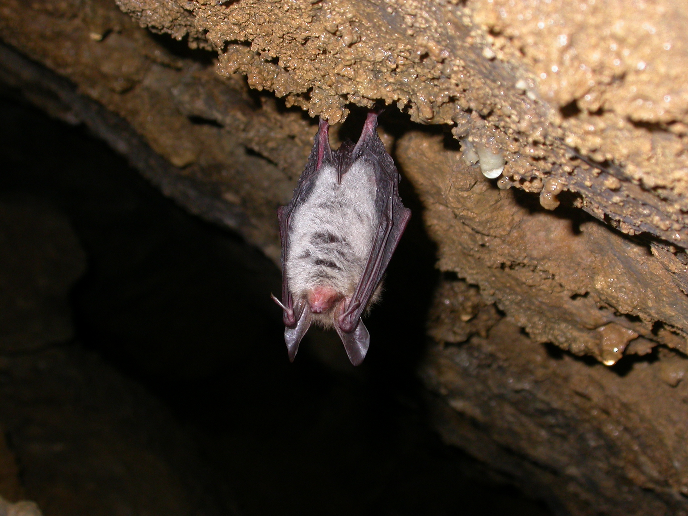 Myotis bechsteinii (2320325021)