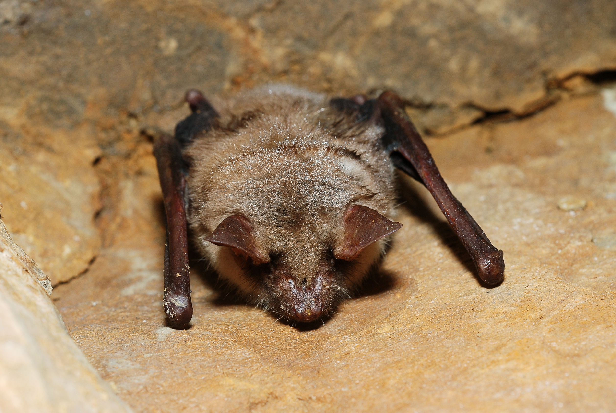 Myotis myotis (5394846011)