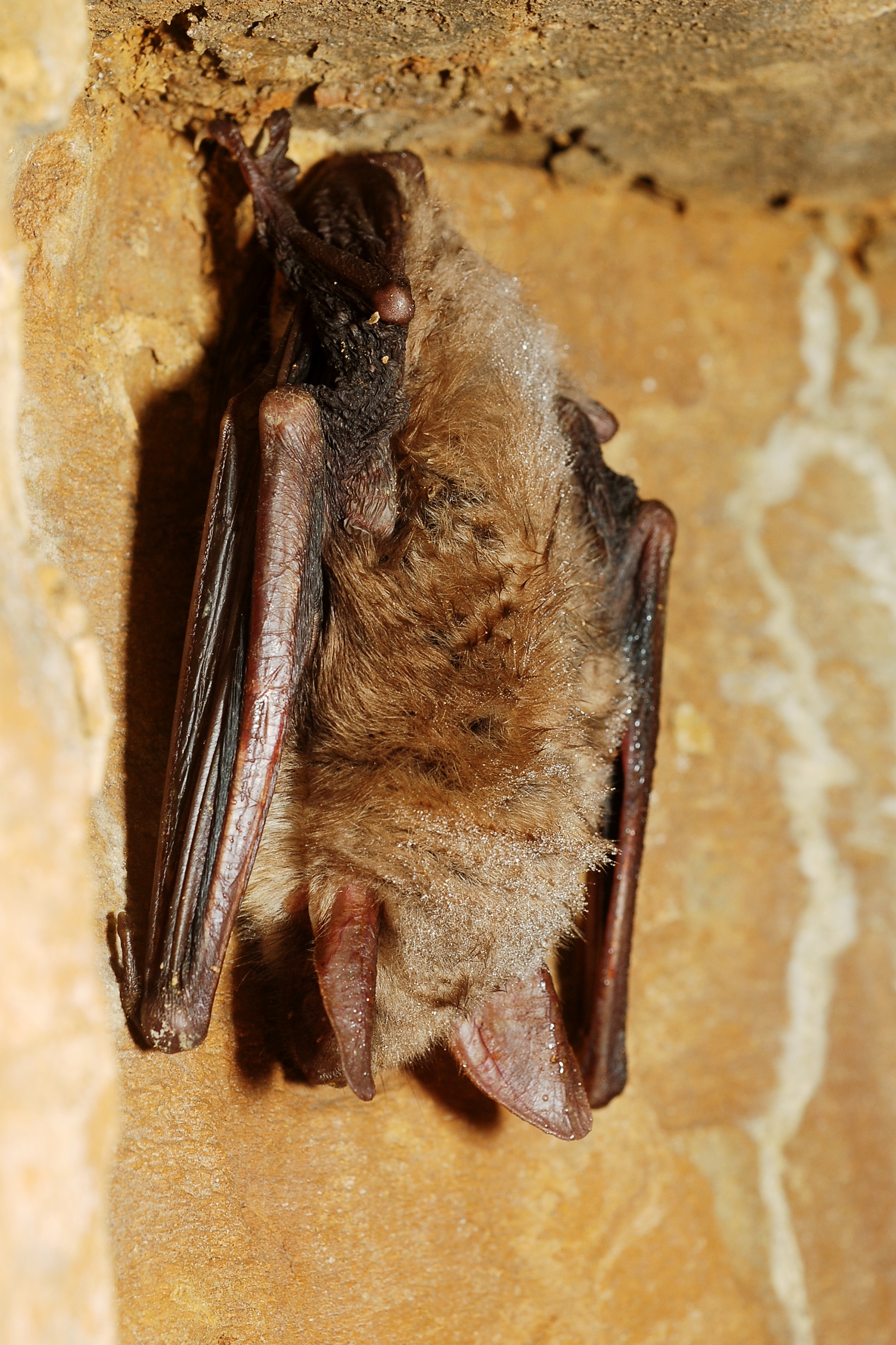 Myotis myotis (5395442540)