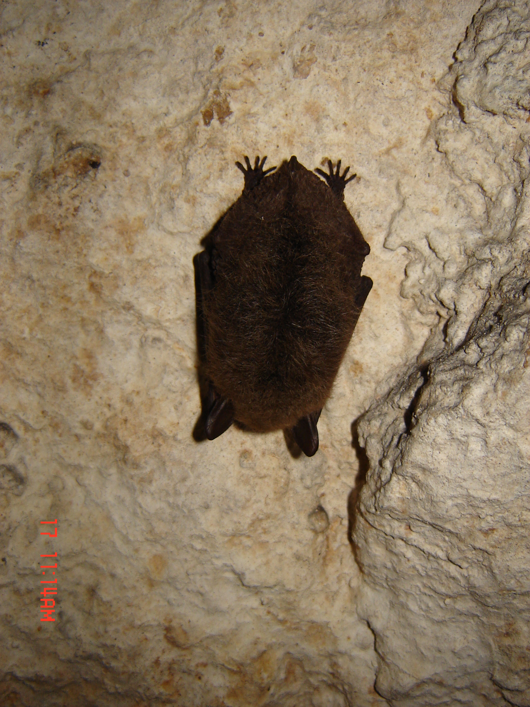 Myotis mystacinus hibernation2