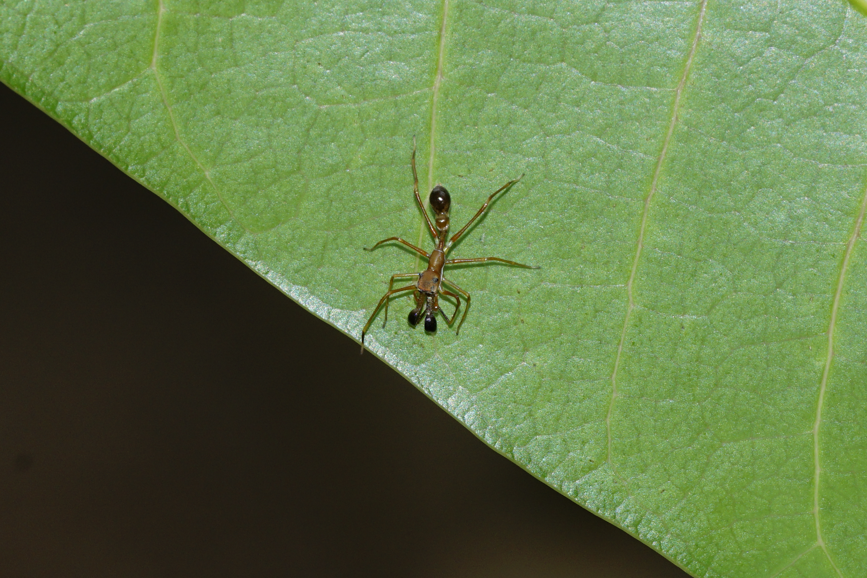 Myrmarachne 6137