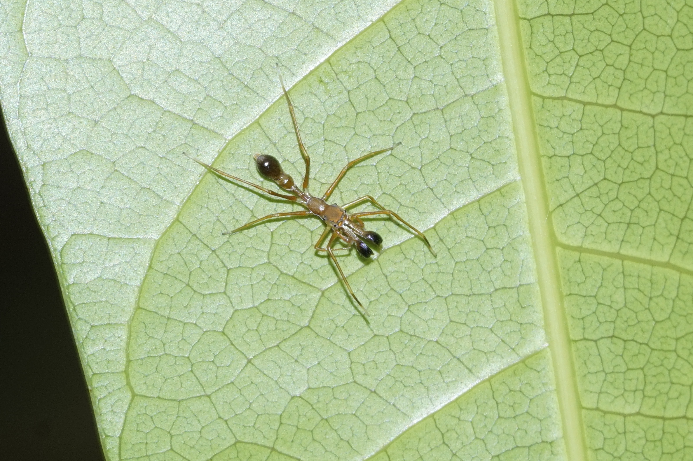 Myrmarachne 6143