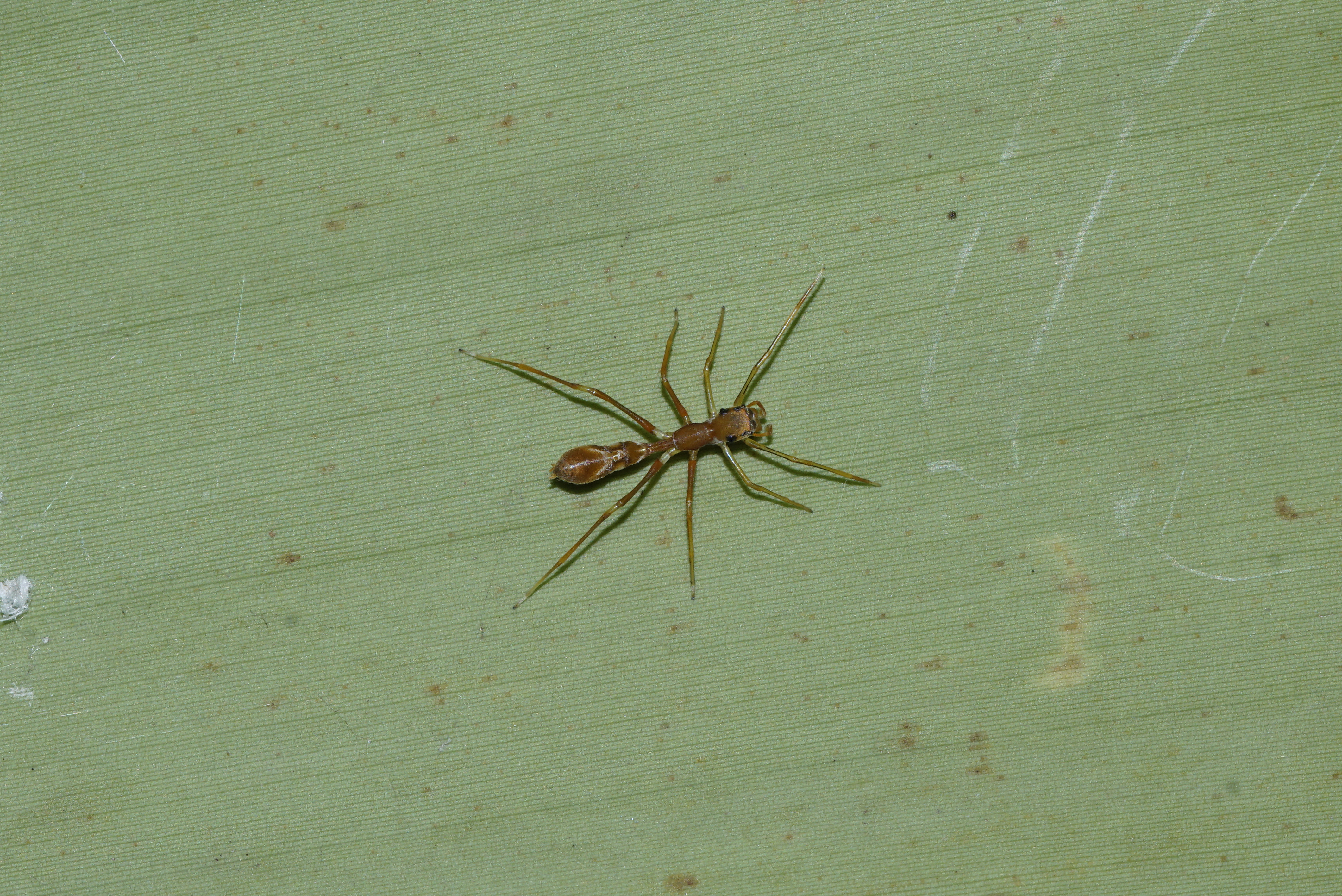 Myrmarachne Sp7227