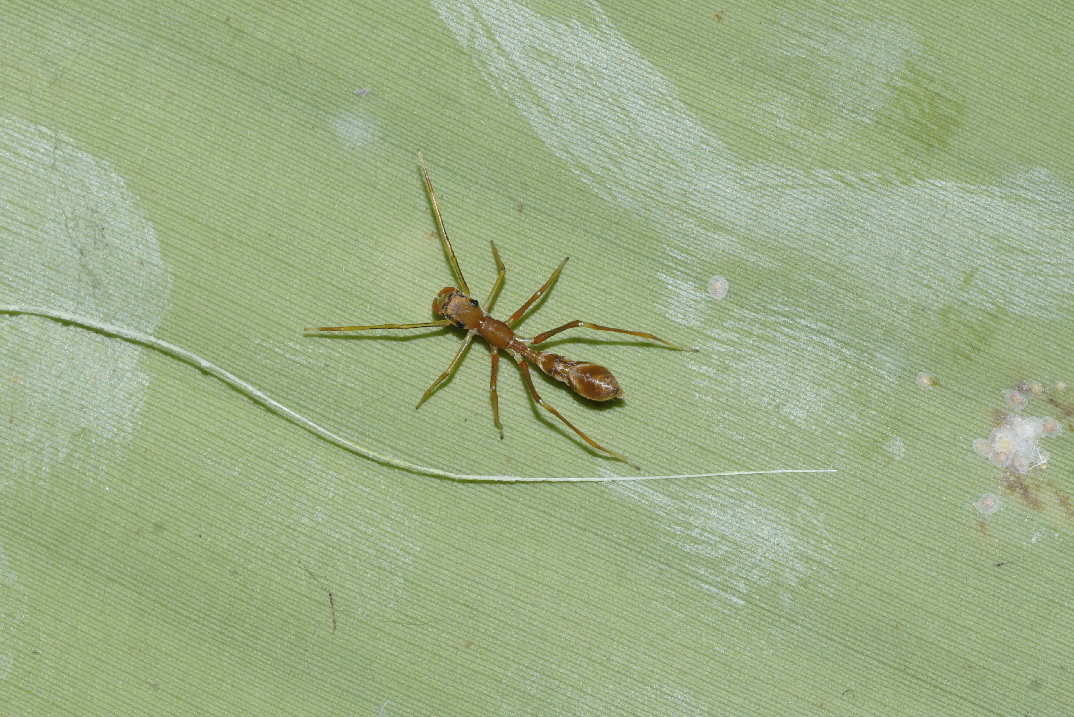 Myrmarachne Sp 7236