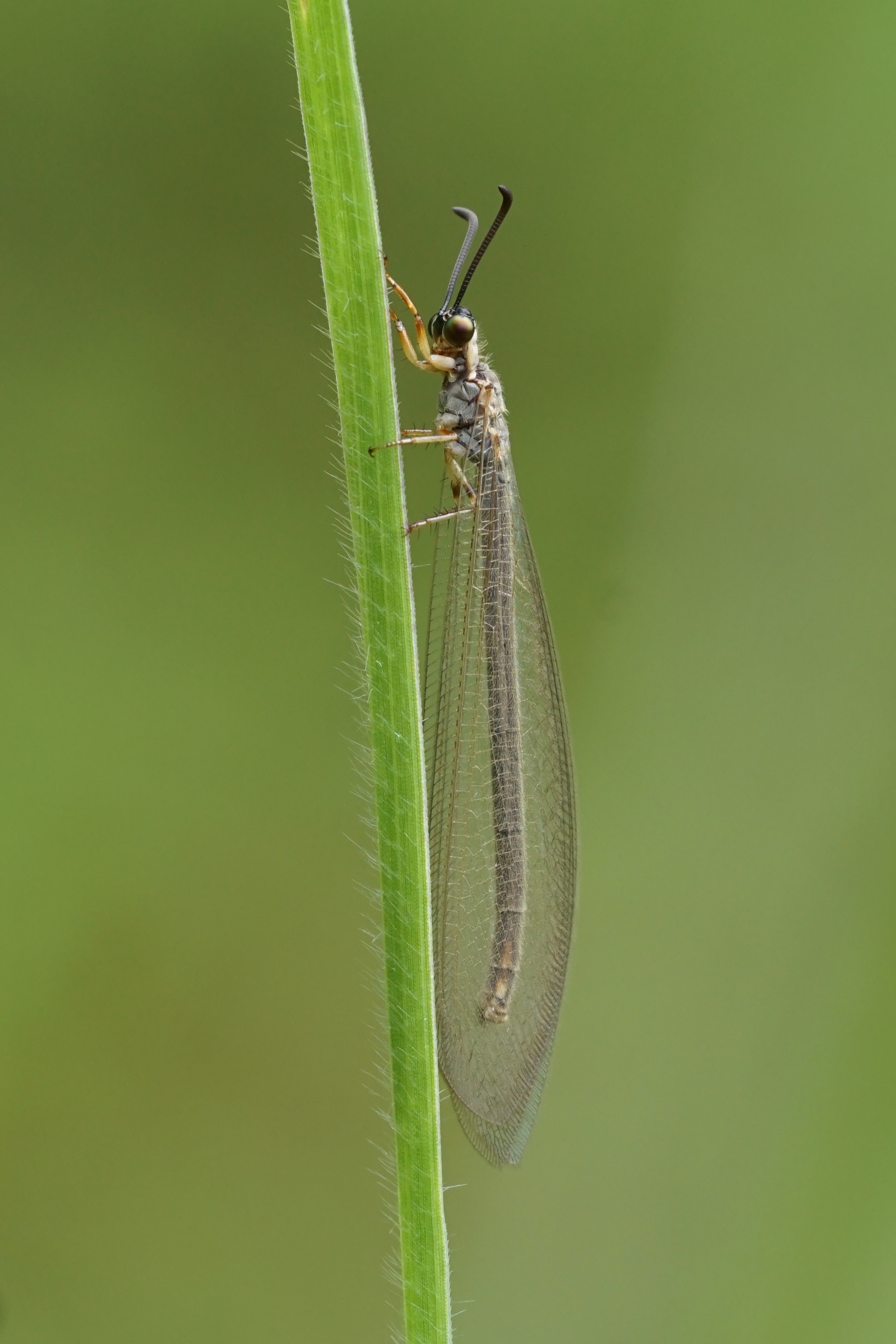 Myrmeleontidae 09383