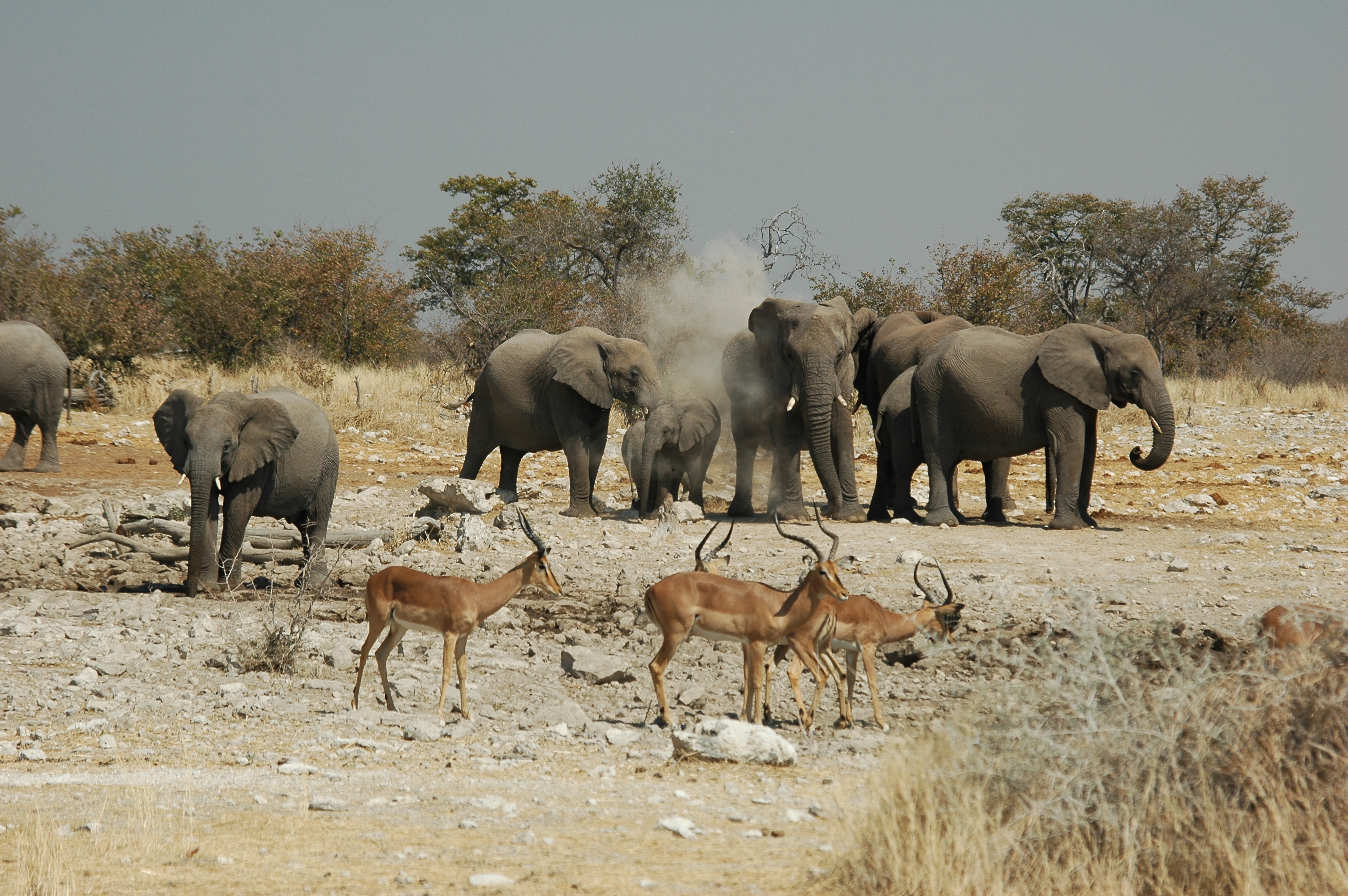Namibie Etosha Elephant 02