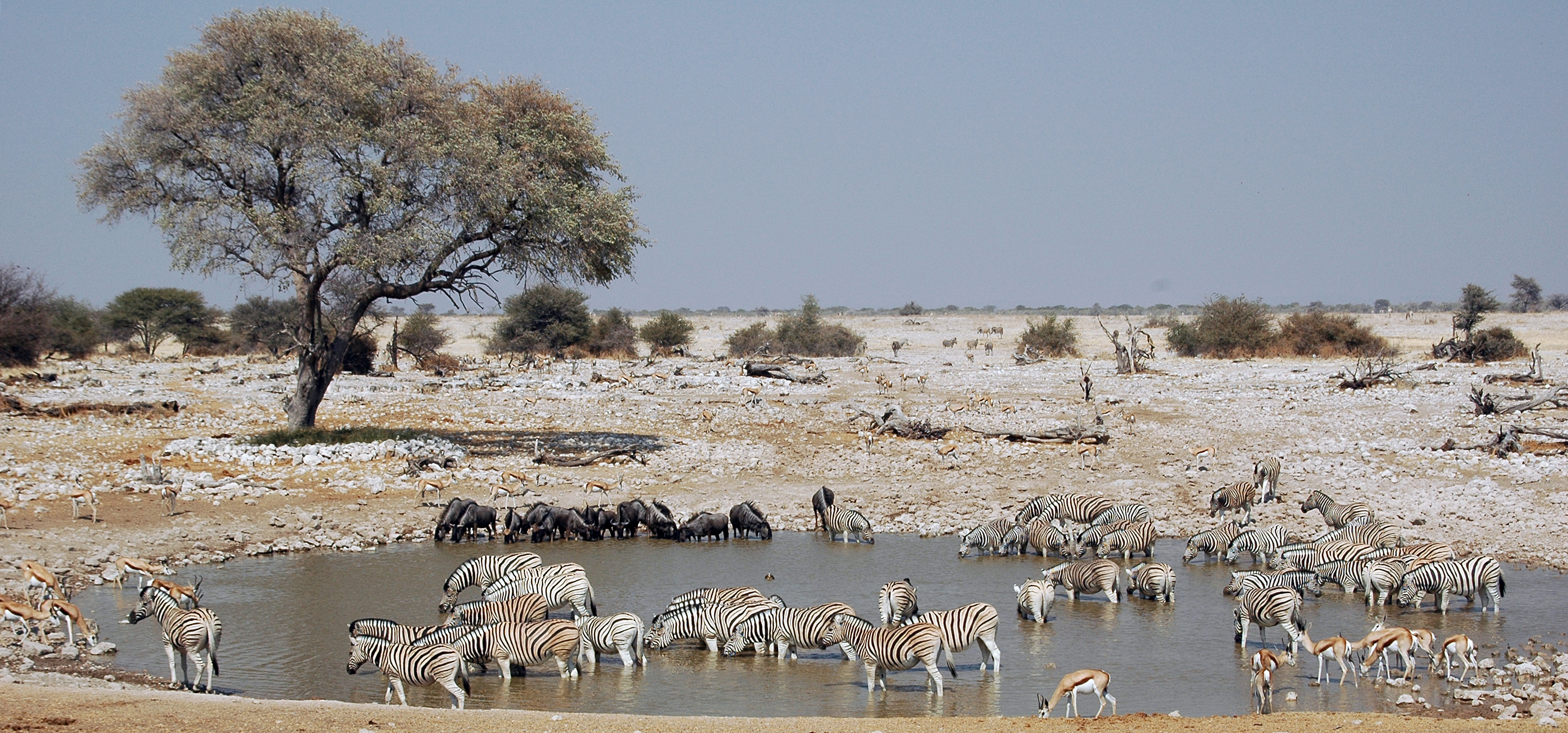 Namibie Etosha Zebre 05