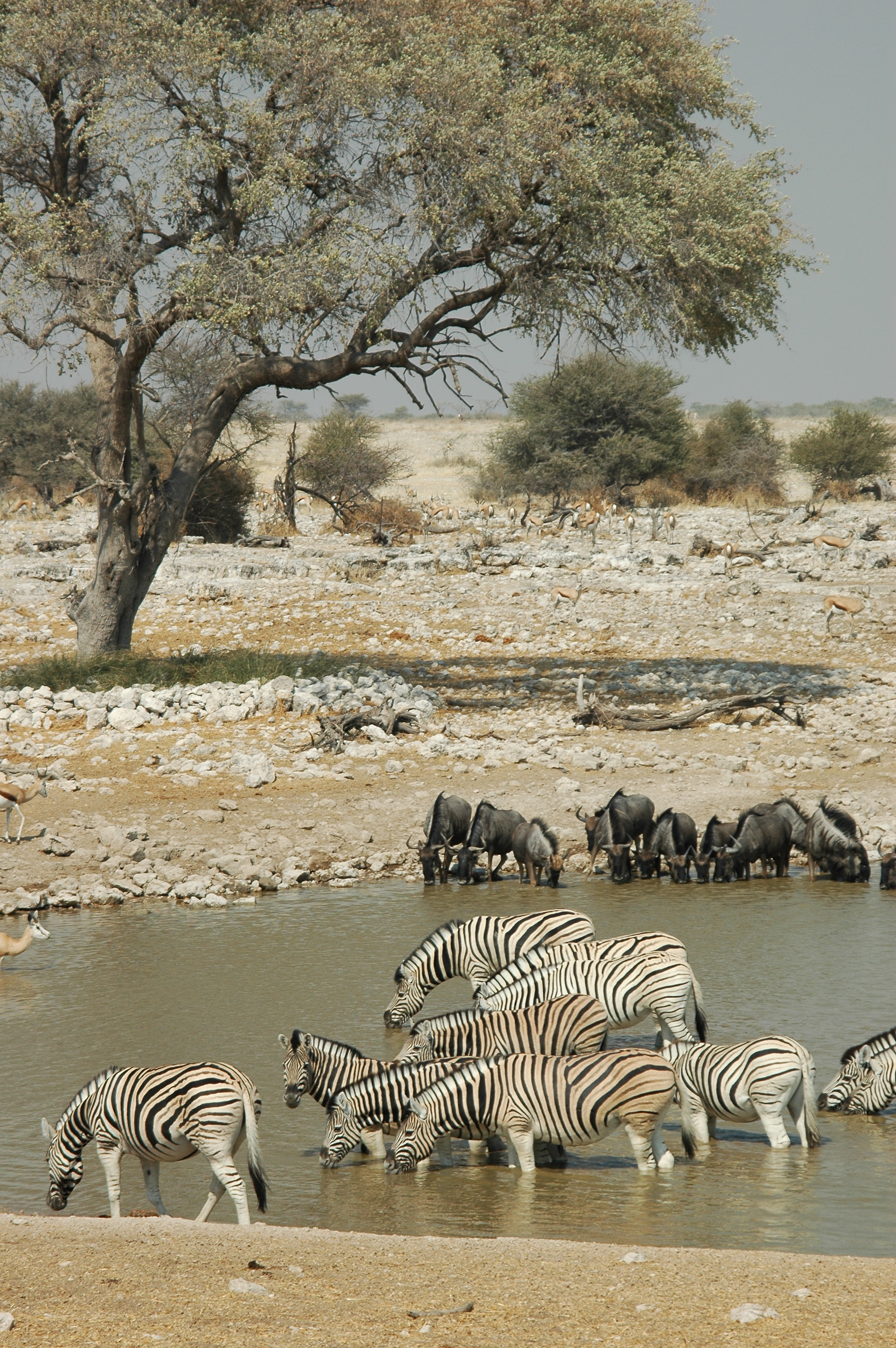 Namibie Etosha Zebre 06