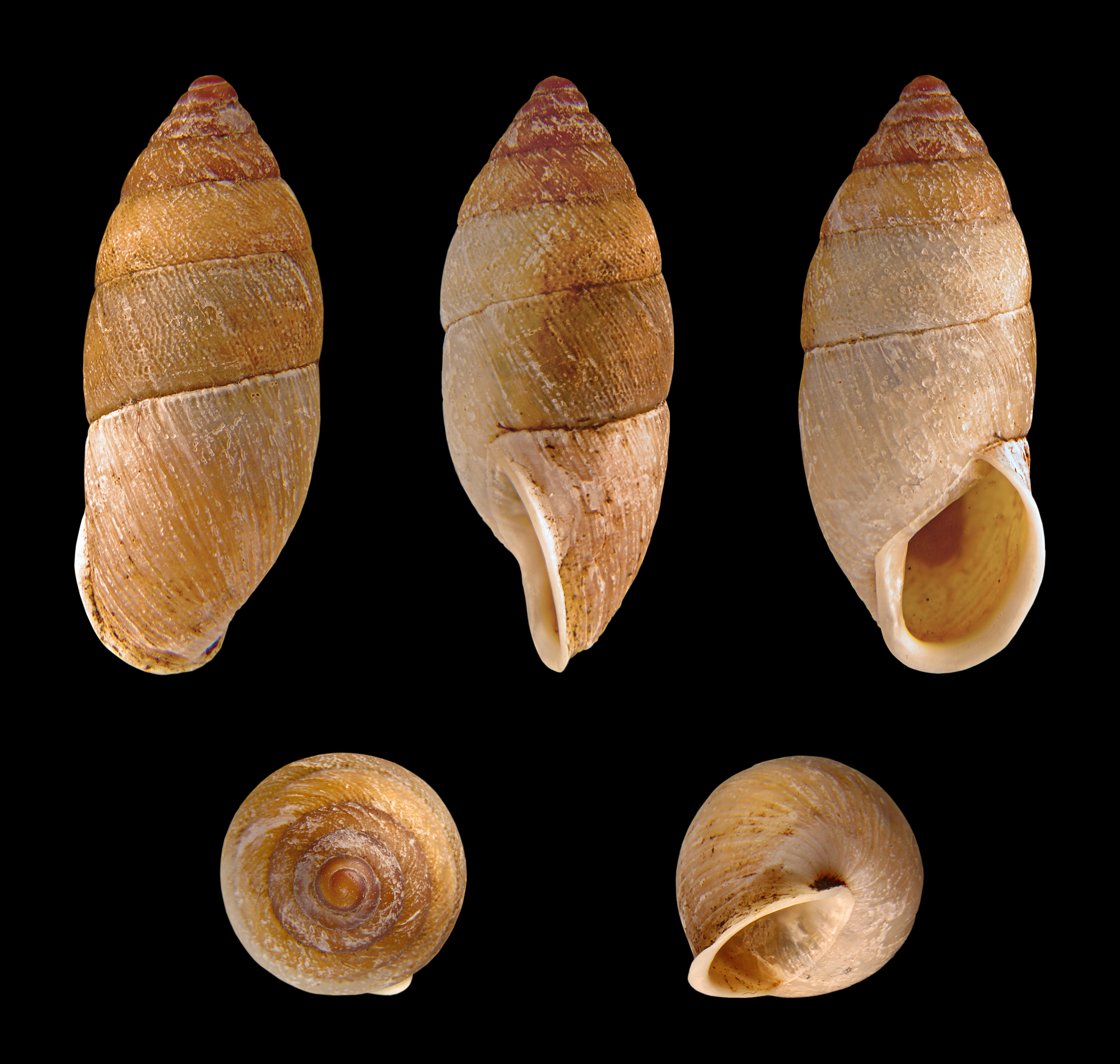 Napaeus obesatus - 01