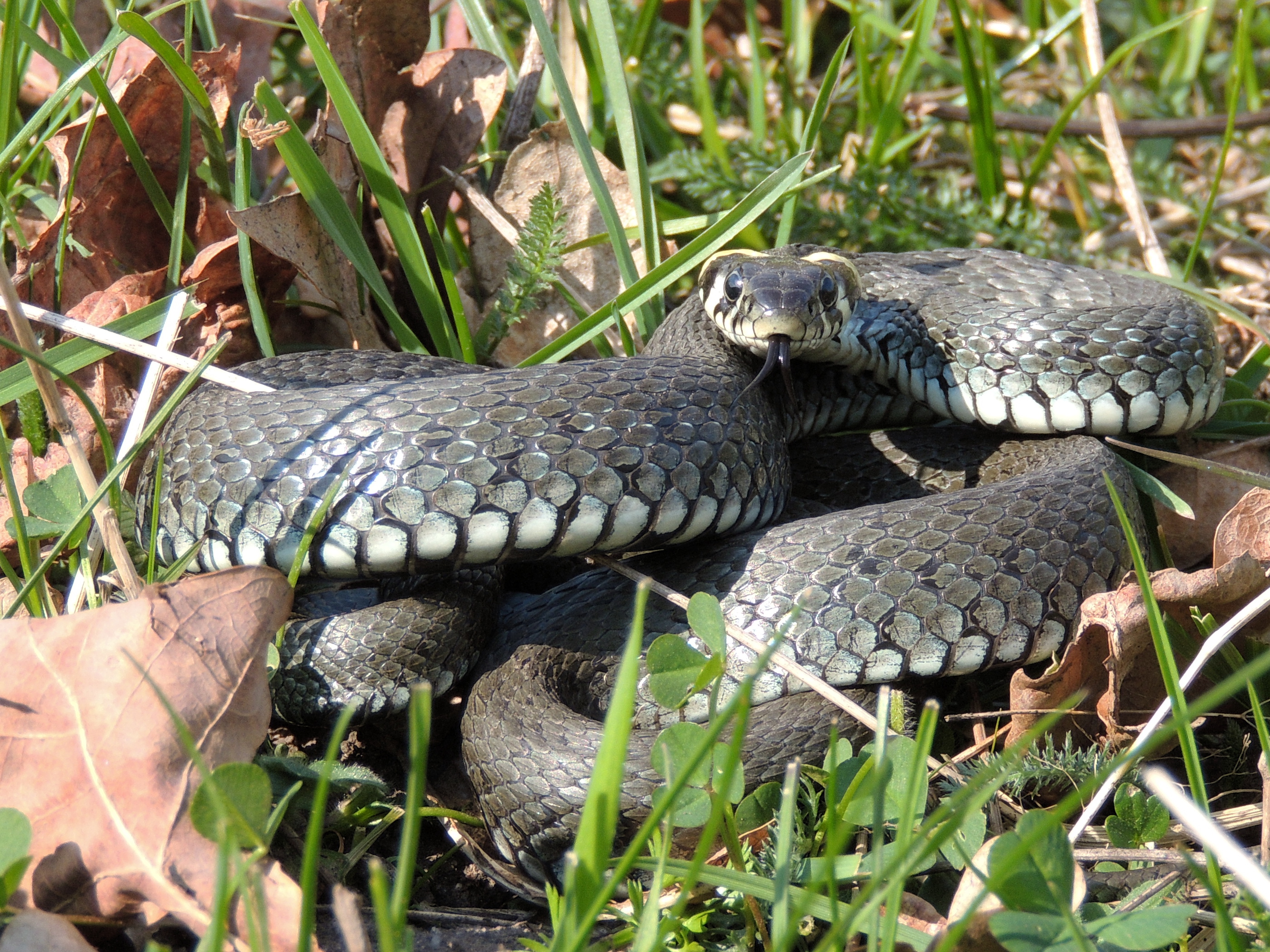 Natrix natrix (17105888559)