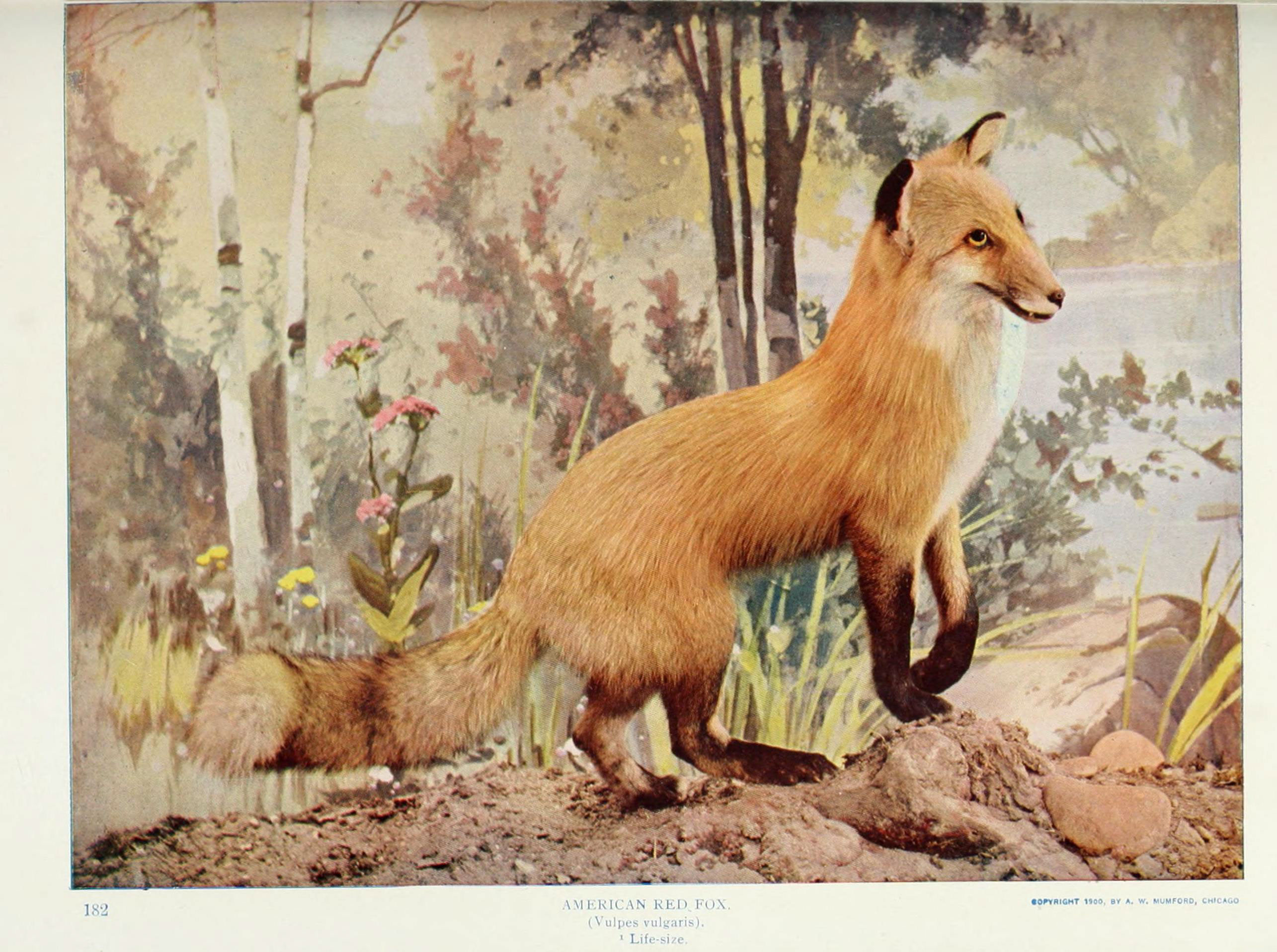 Nature neighbors (Plate 182) (6276435371)