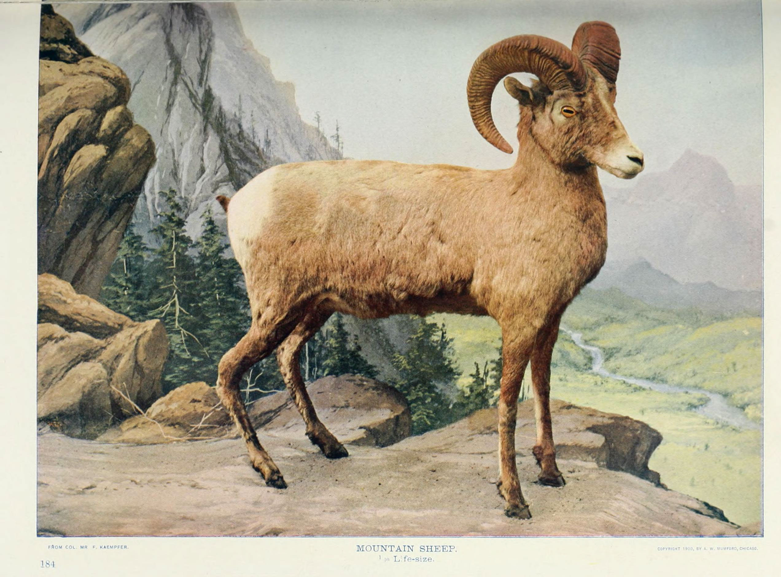 Nature neighbors (Plate 184) (6276940842)