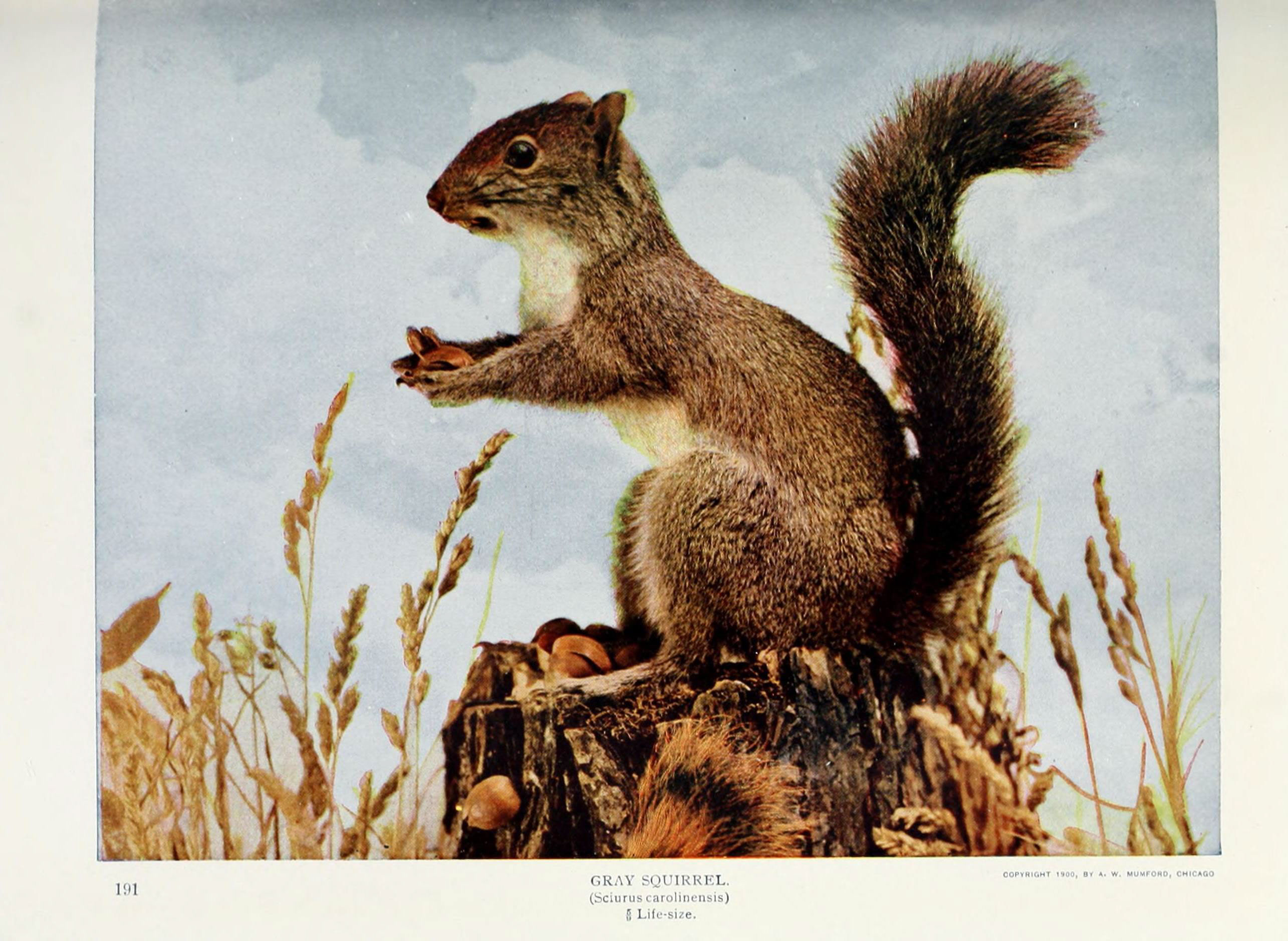 Nature neighbors (Plate 191) (6276945294)
