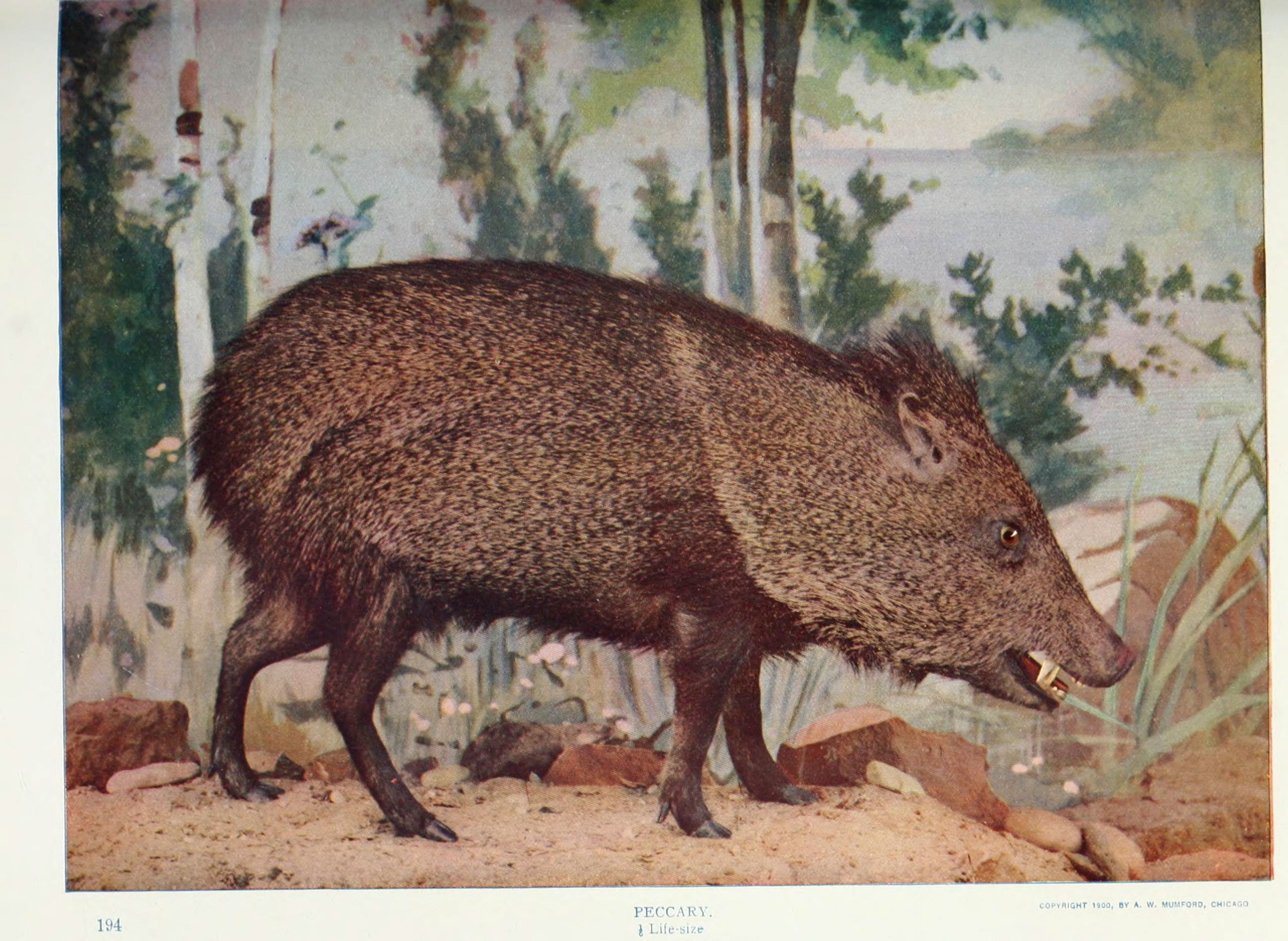 Nature neighbors (Plate 194) (6276421251)