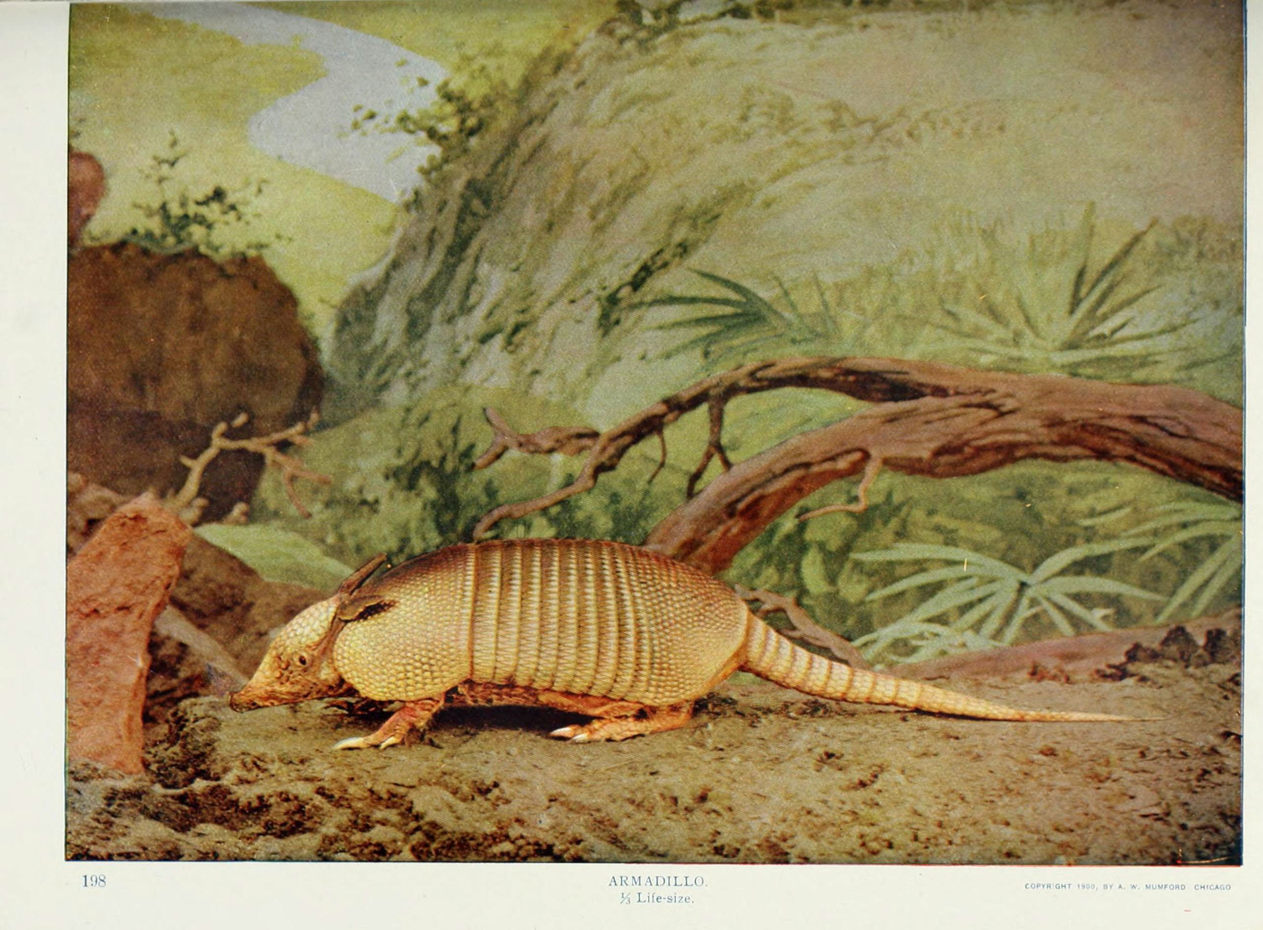 Nature neighbors (Plate 198) (6276438187)