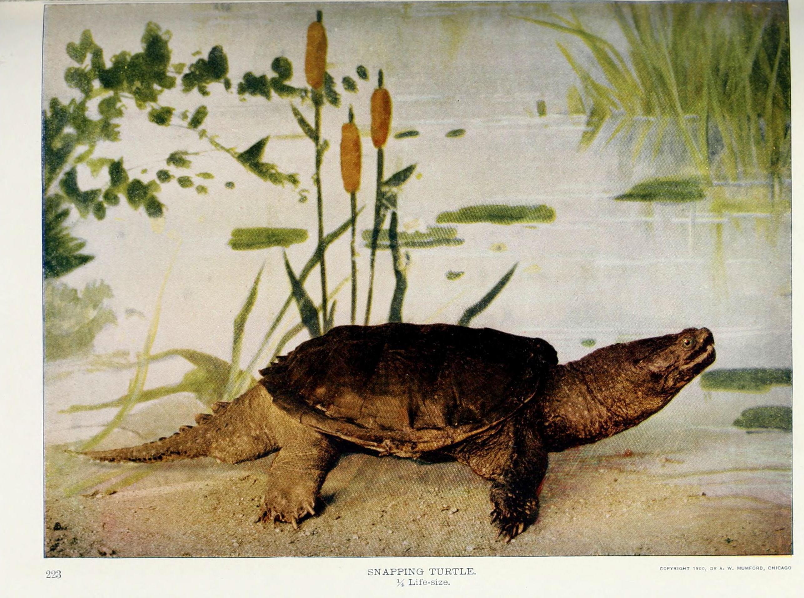 Nature neighbors (Plate 223) (6276937090)