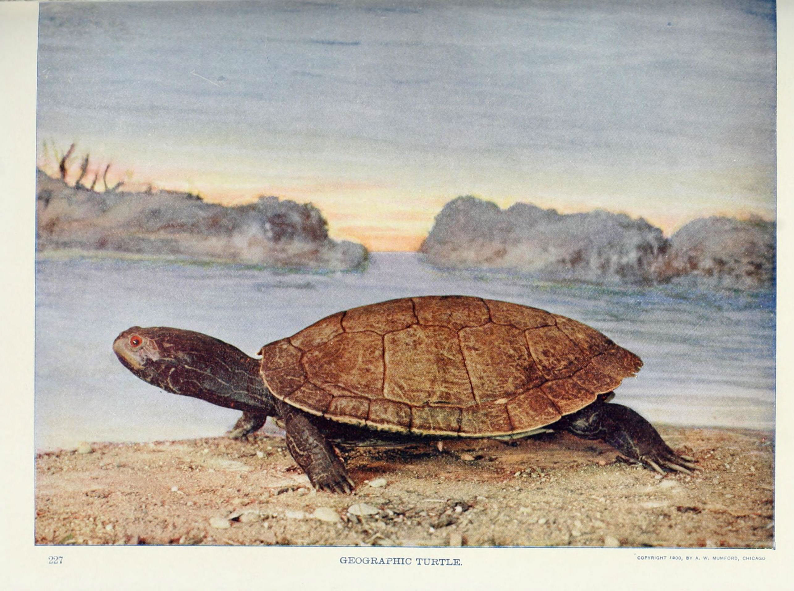 Nature neighbors (Plate 227) (6276416157)