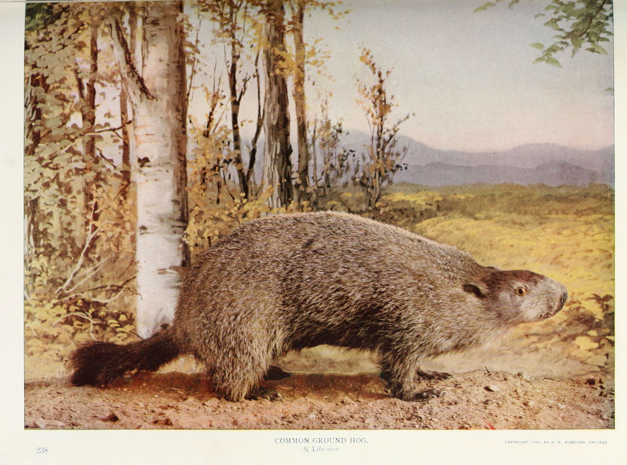 Nature neighbors (Plate 238) (6276947244)