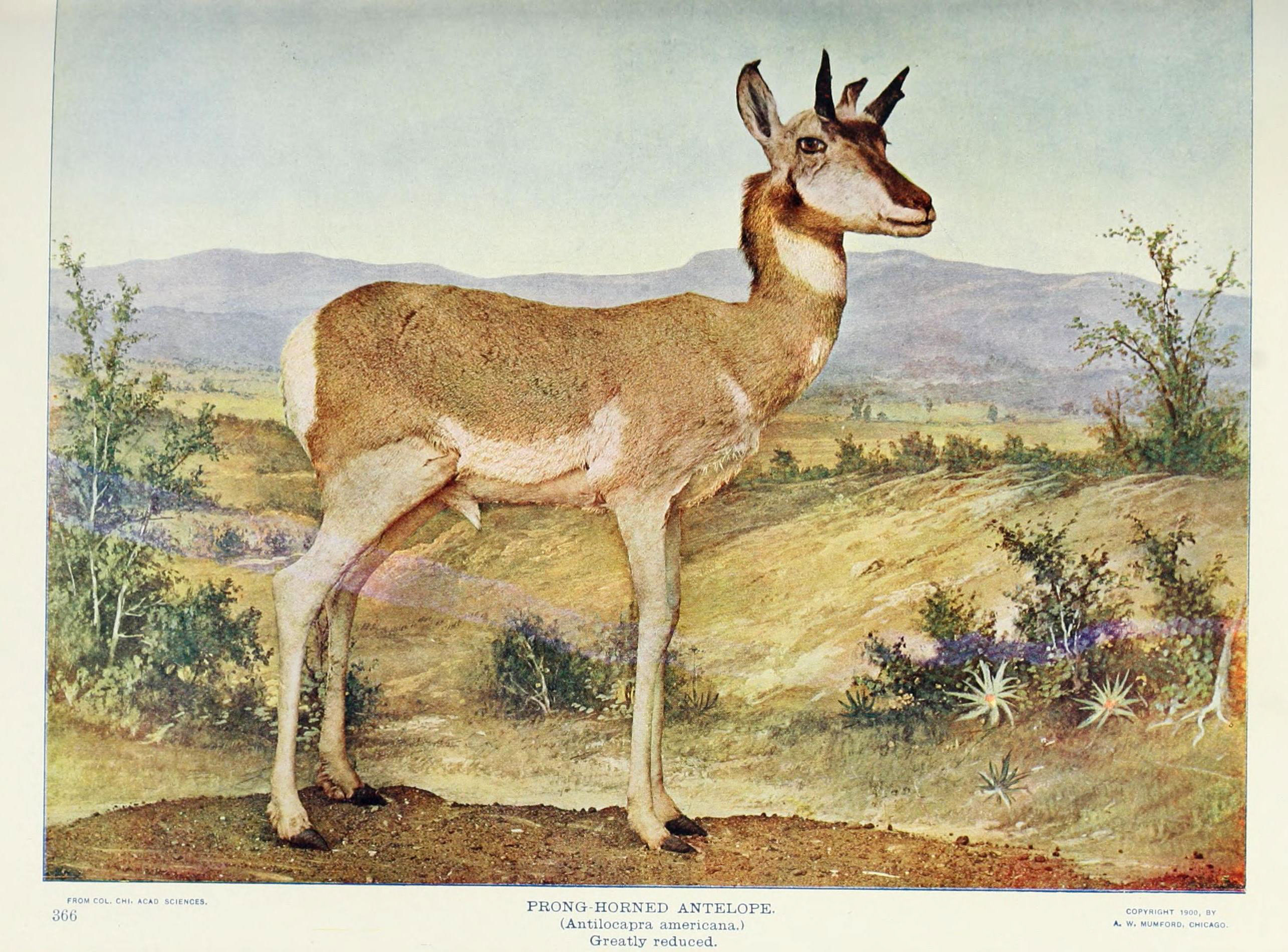 Nature neighbors (Plate 366) (6276938216)
