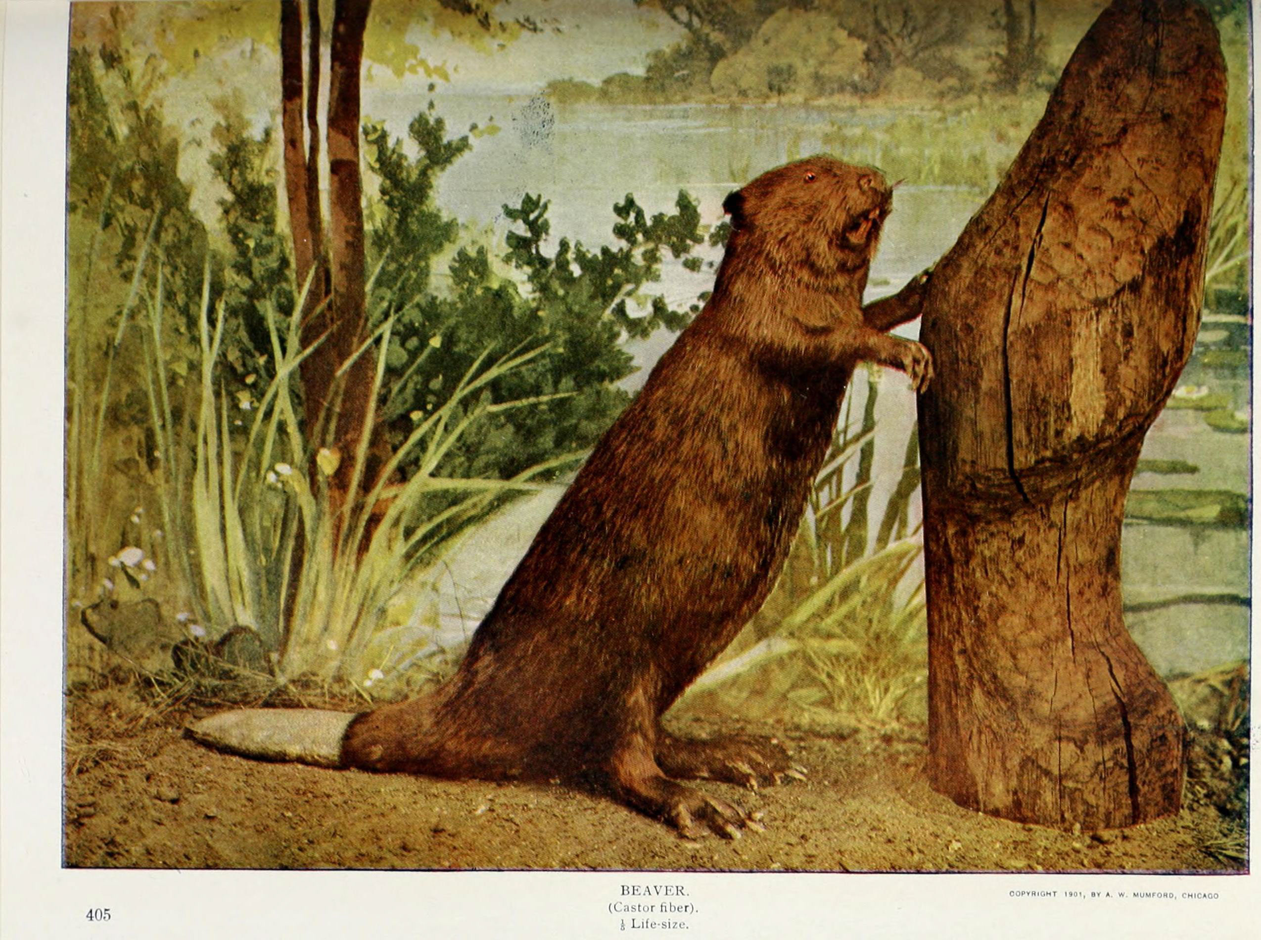 Nature neighbors (Plate 405) (6276426905)