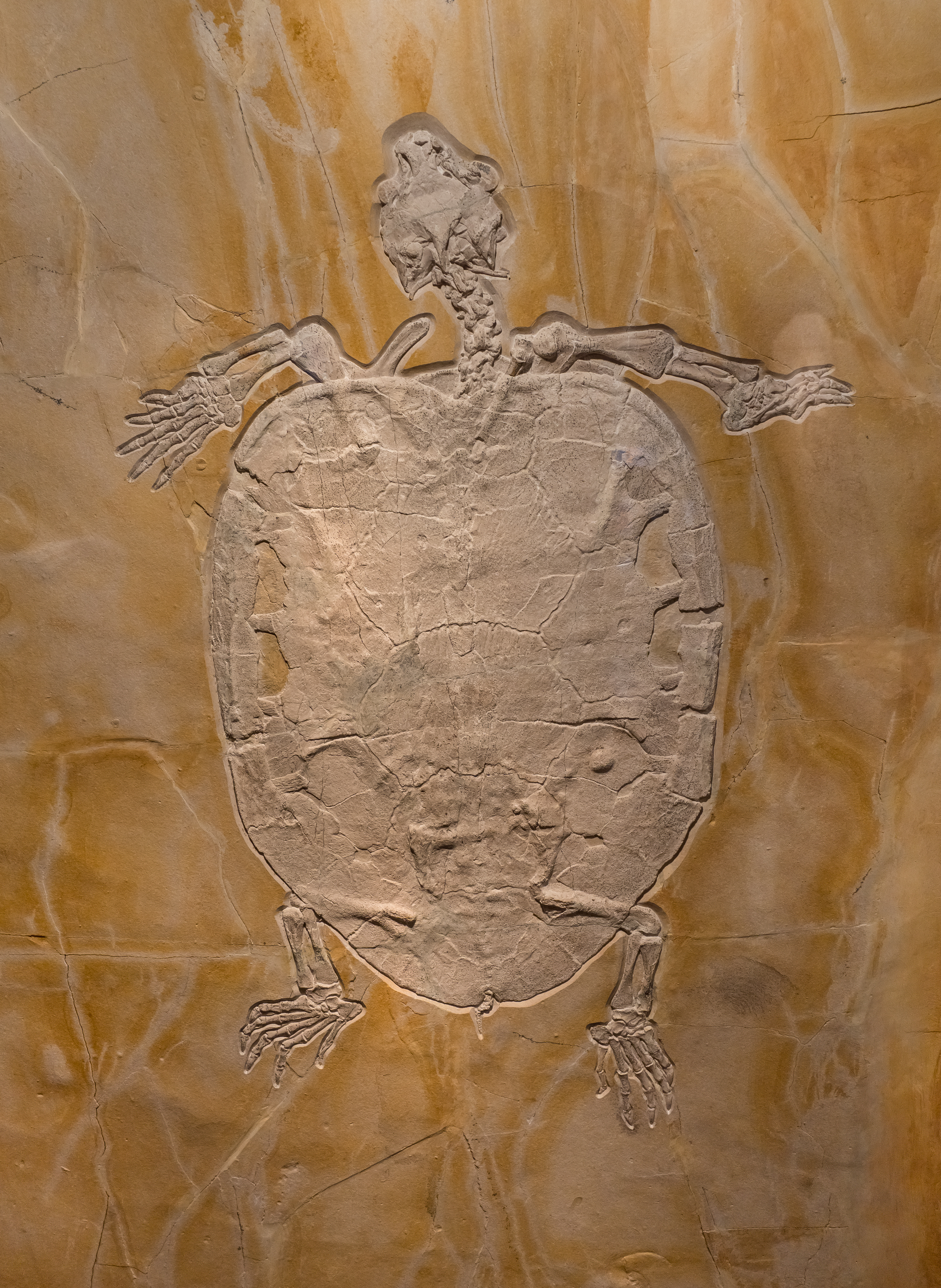 Naturkundemuseum Plesiochelys sp. 17RM1993