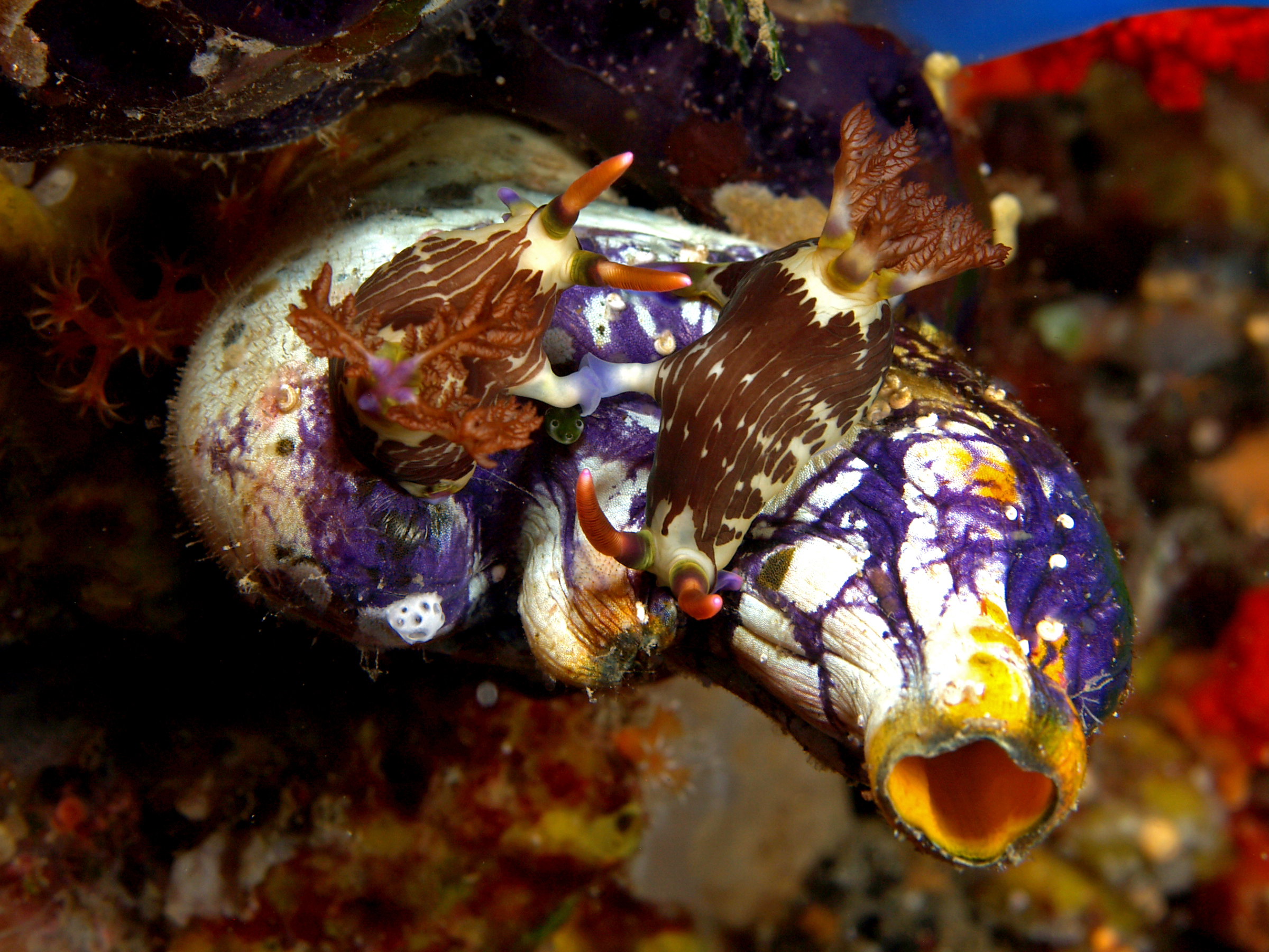 Nembrotha lineolata mating