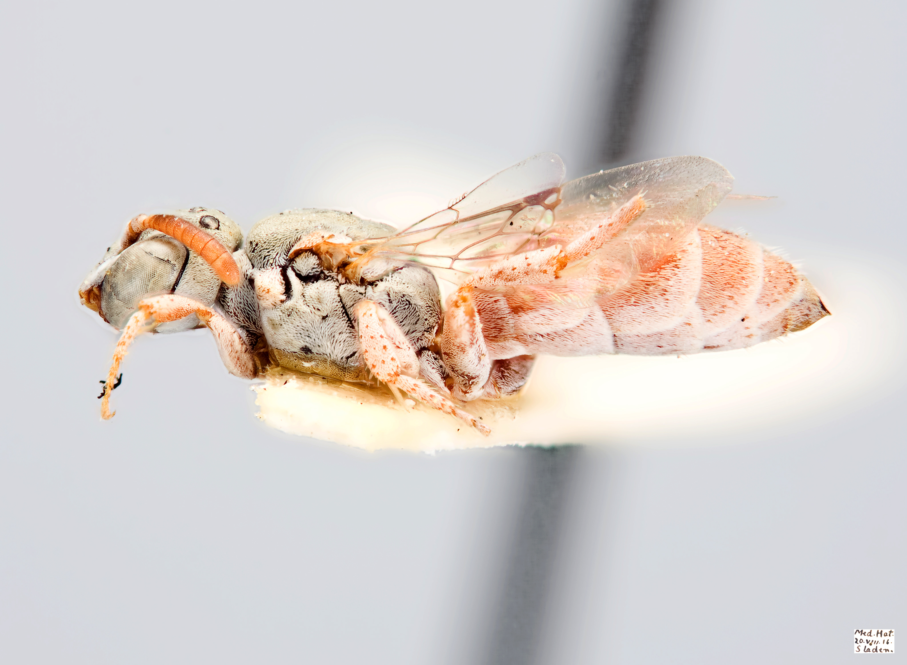 Neolarra pruinosa Female