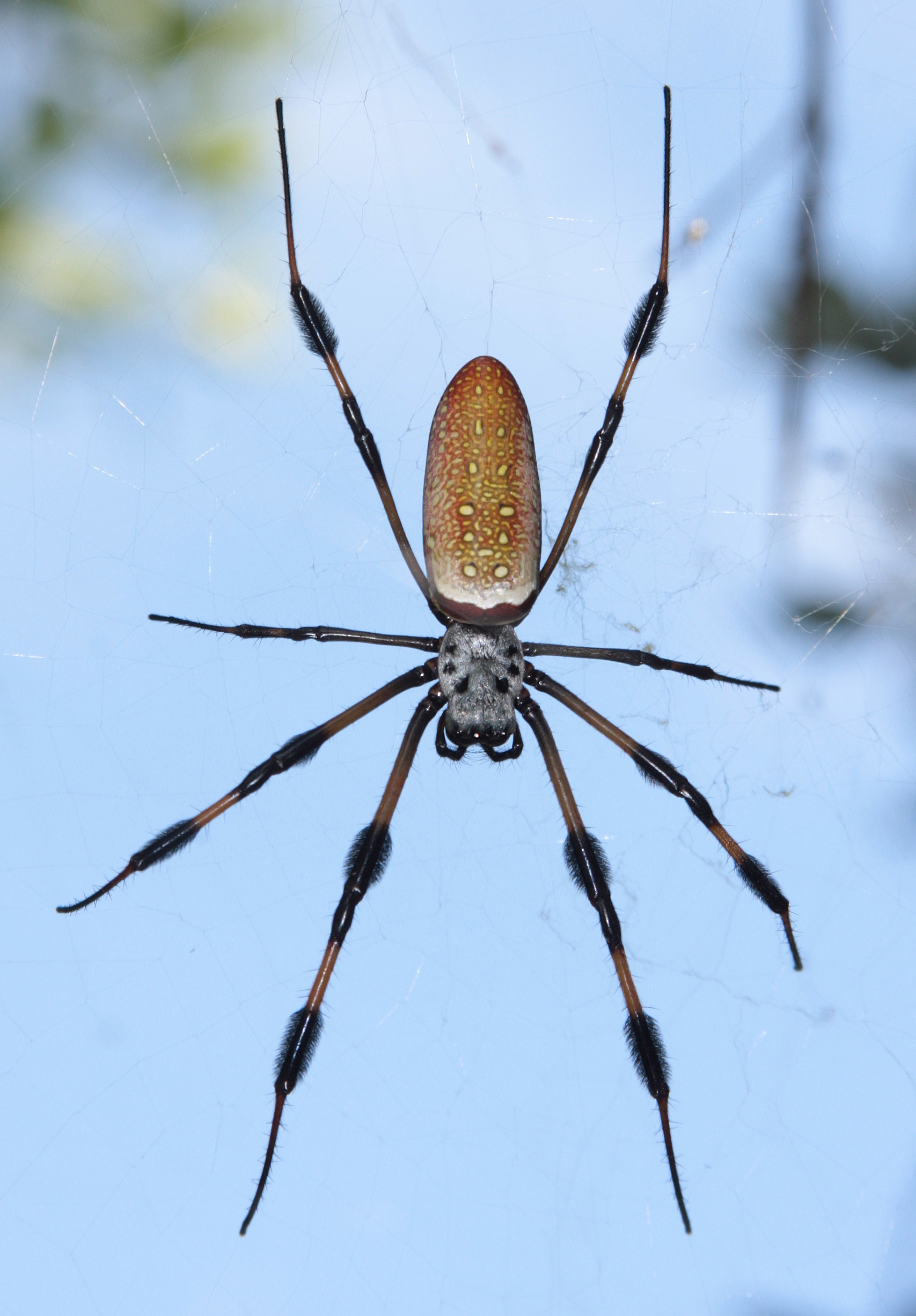 Nephila clavipes sky2