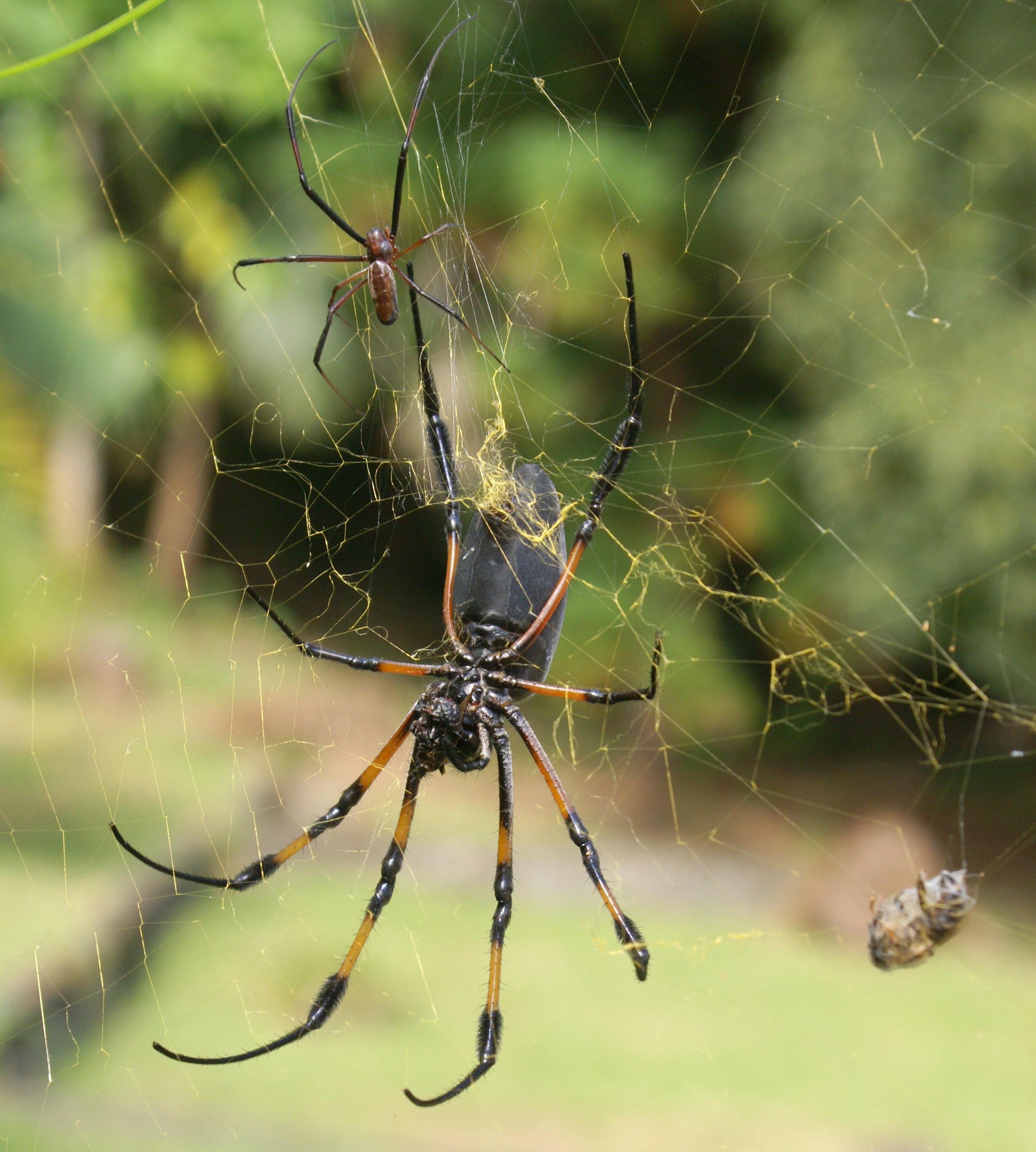 Nephila inaurata conjugal meal