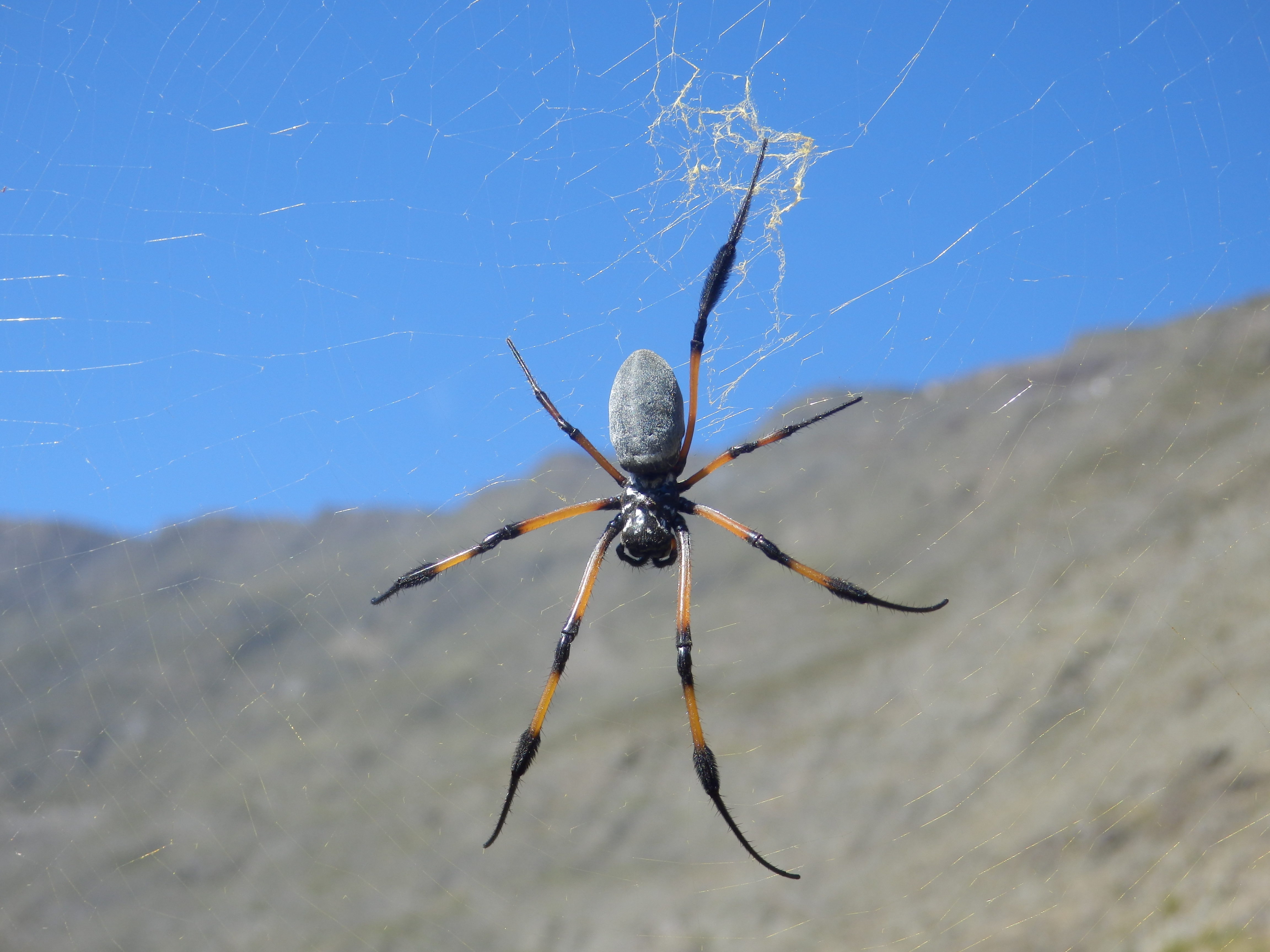 Nephila inaurata in Mafate