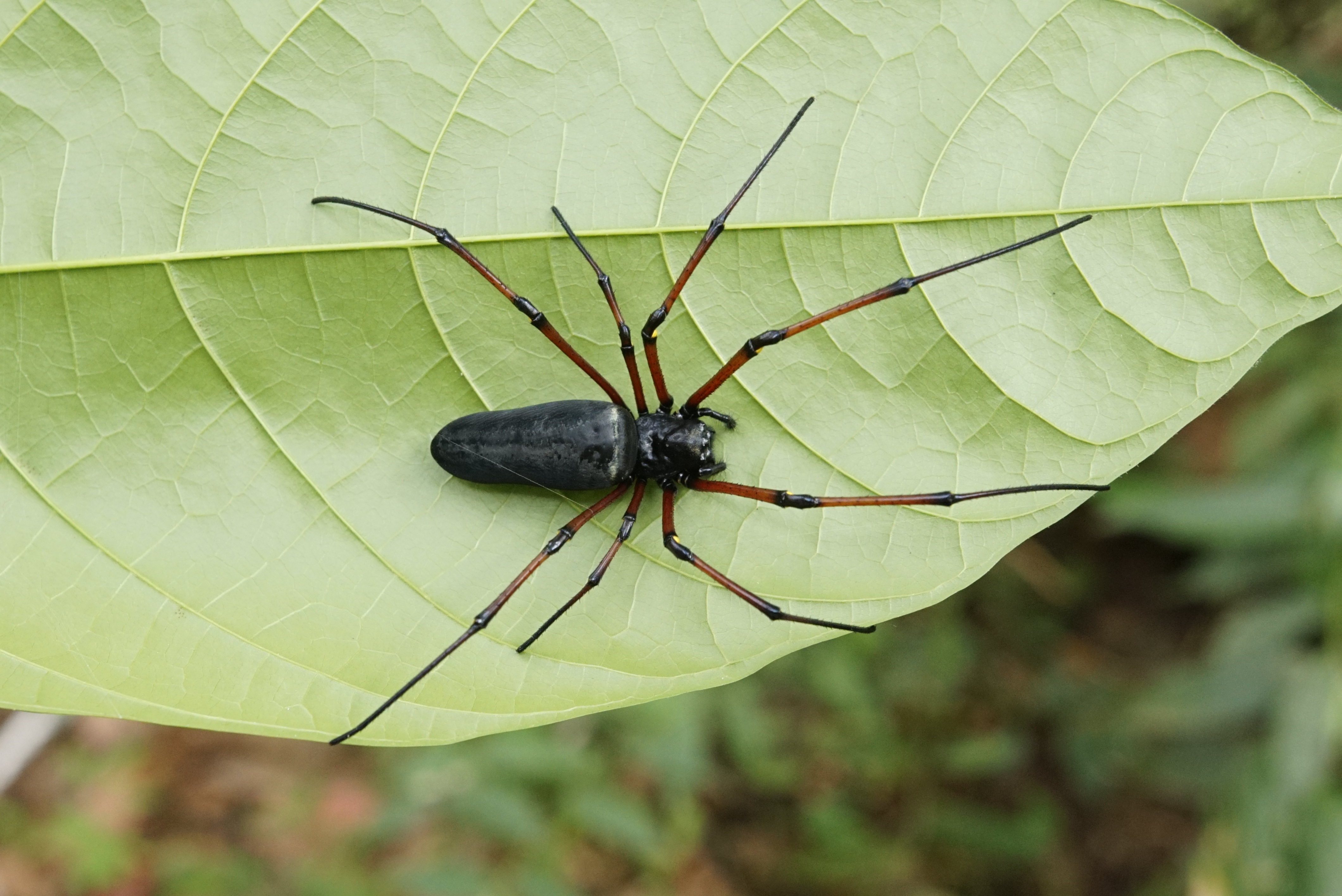 Nephila kuhlii 3907
