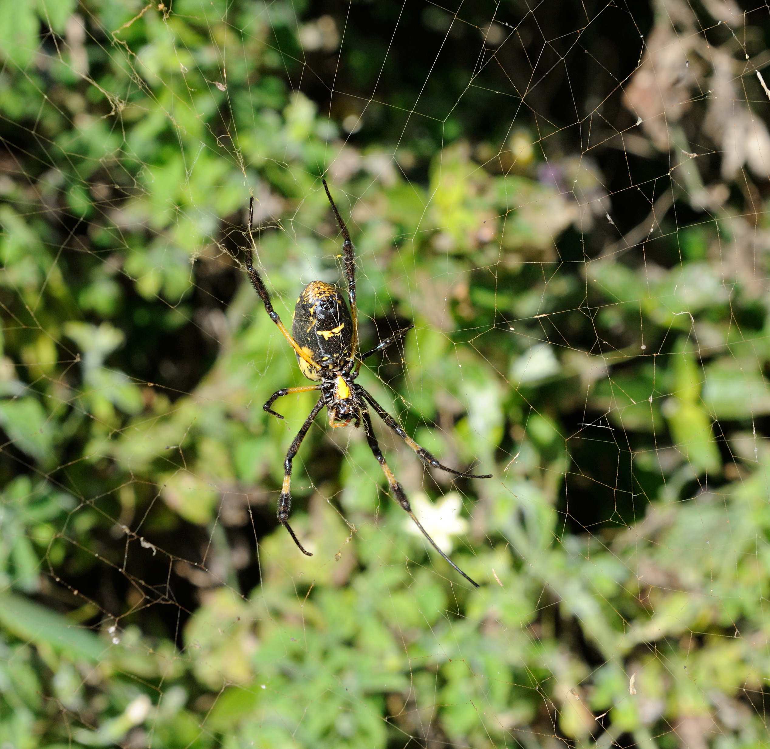 Nephila senegalensis Santiago Cape Verde
