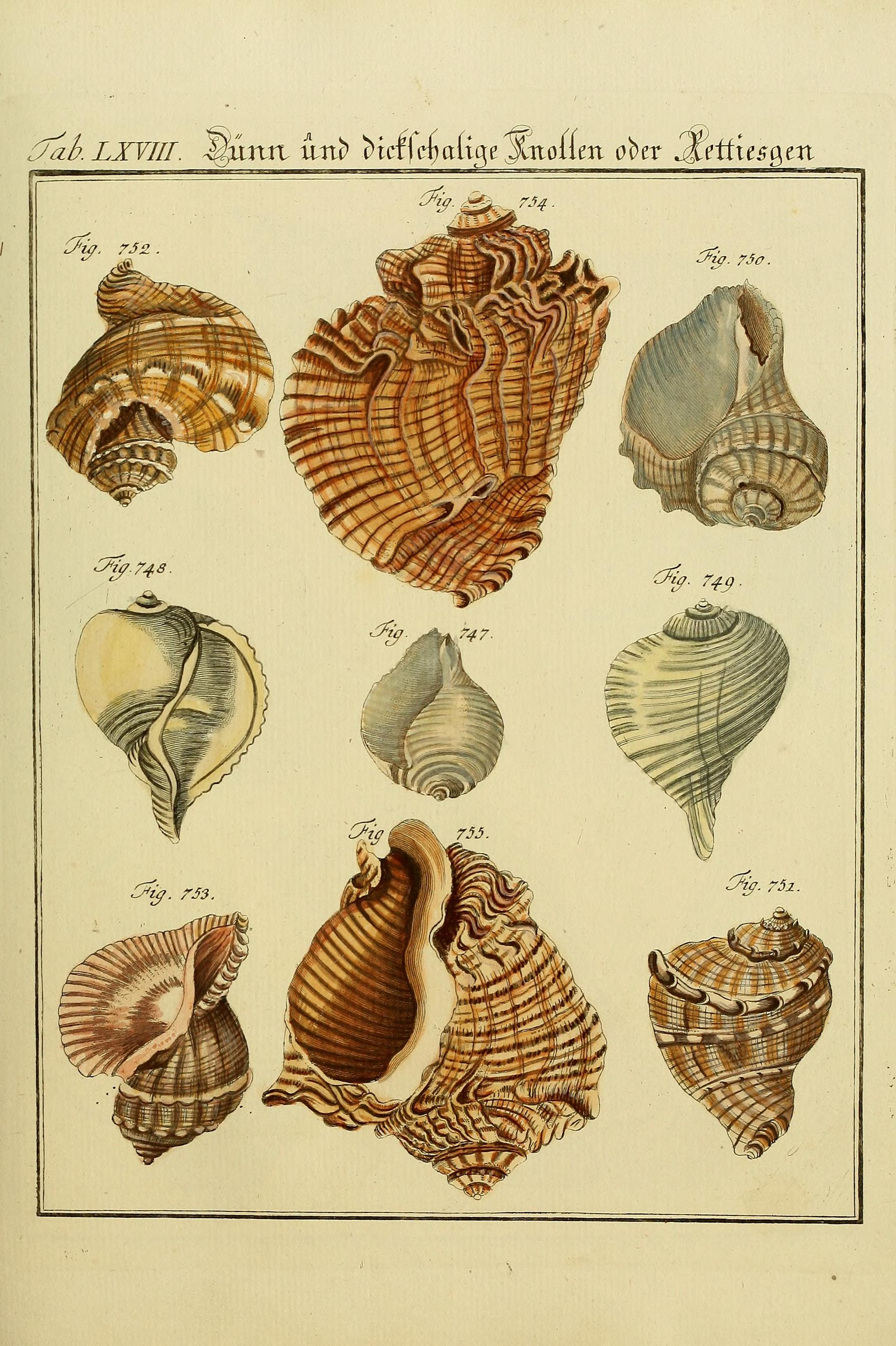 Neues systematisches Conchylien-CabinetVol3TabLXVIII