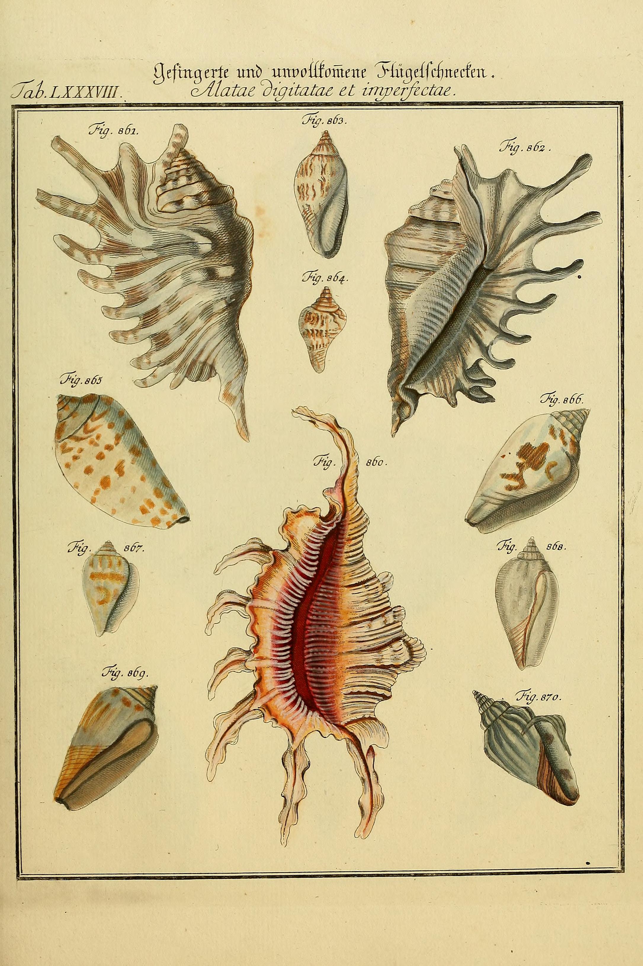 Neues systematisches Conchylien-CabinetVol3TabLXXXVIII