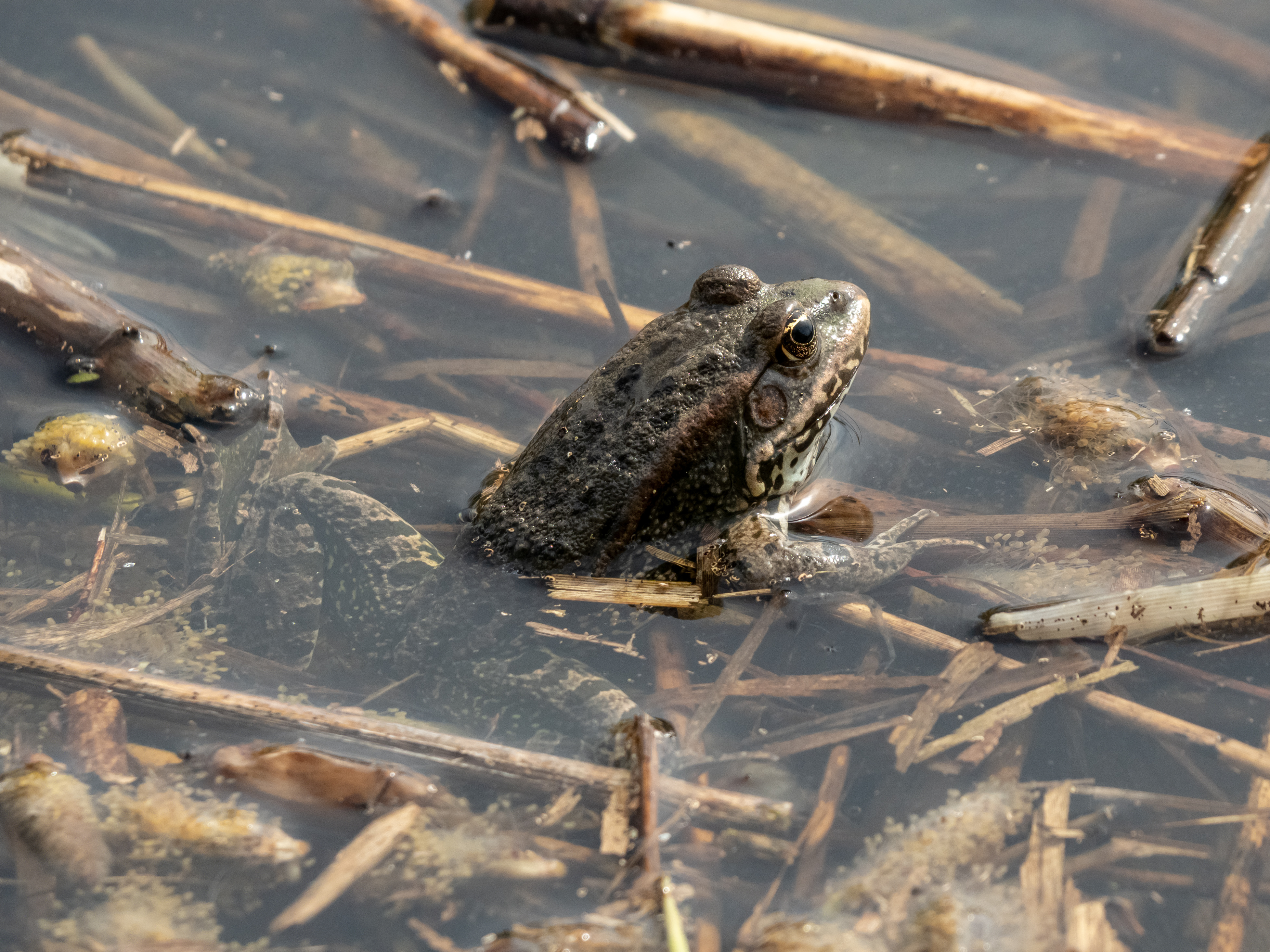 Neuhaus Frosch 4150080