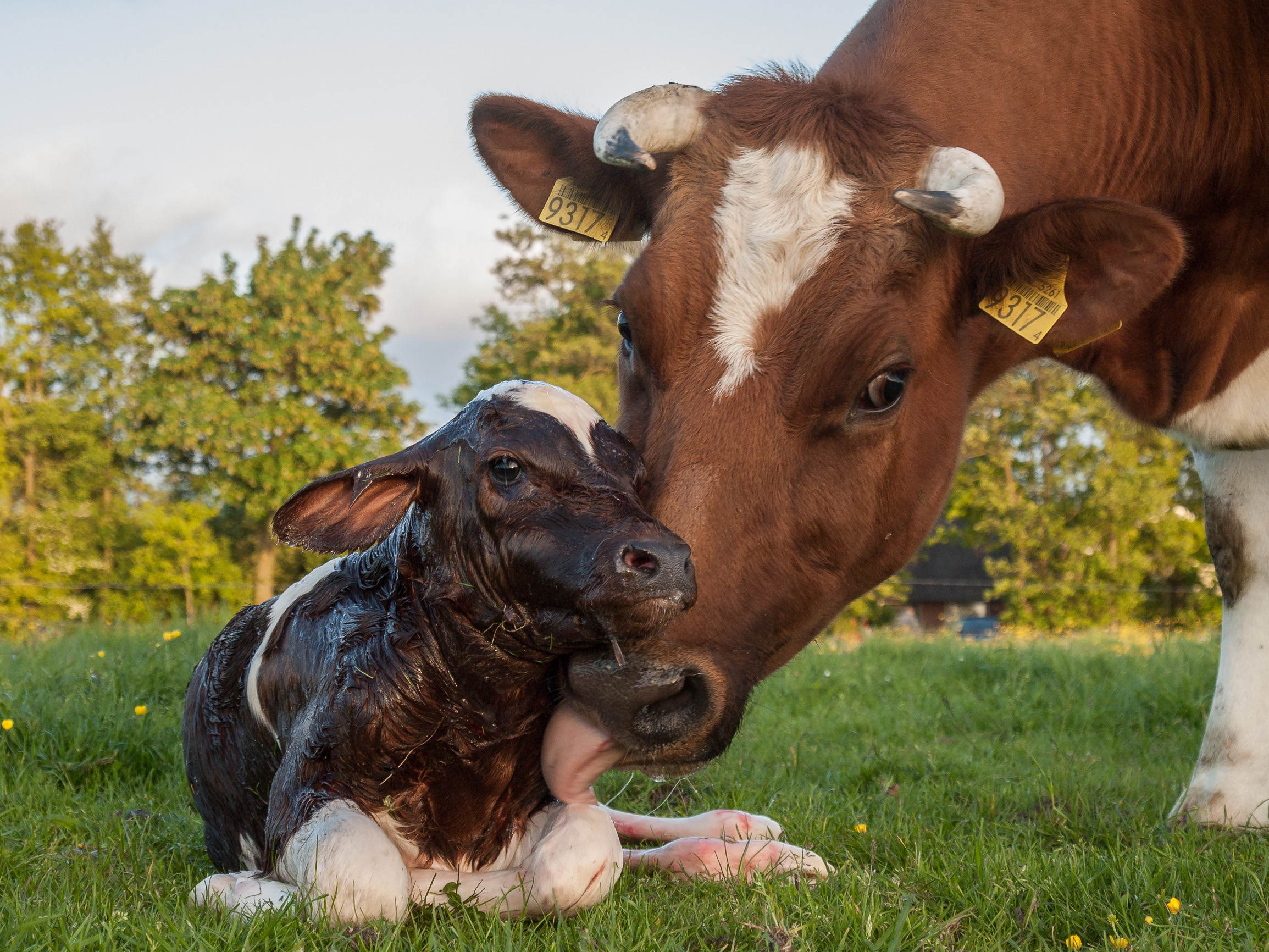 New born Frisian red white calf