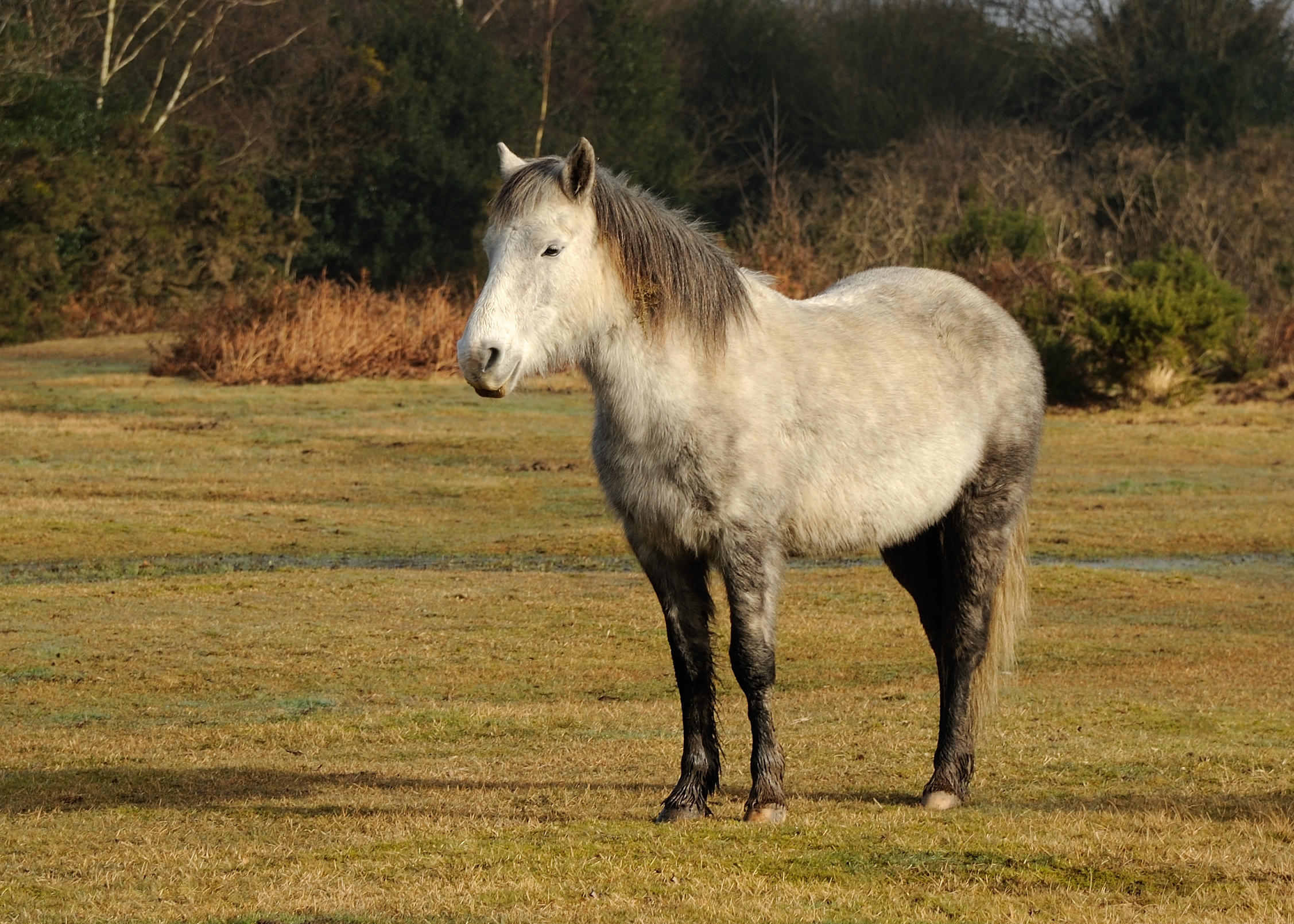 New Forest Pony Dorset-2