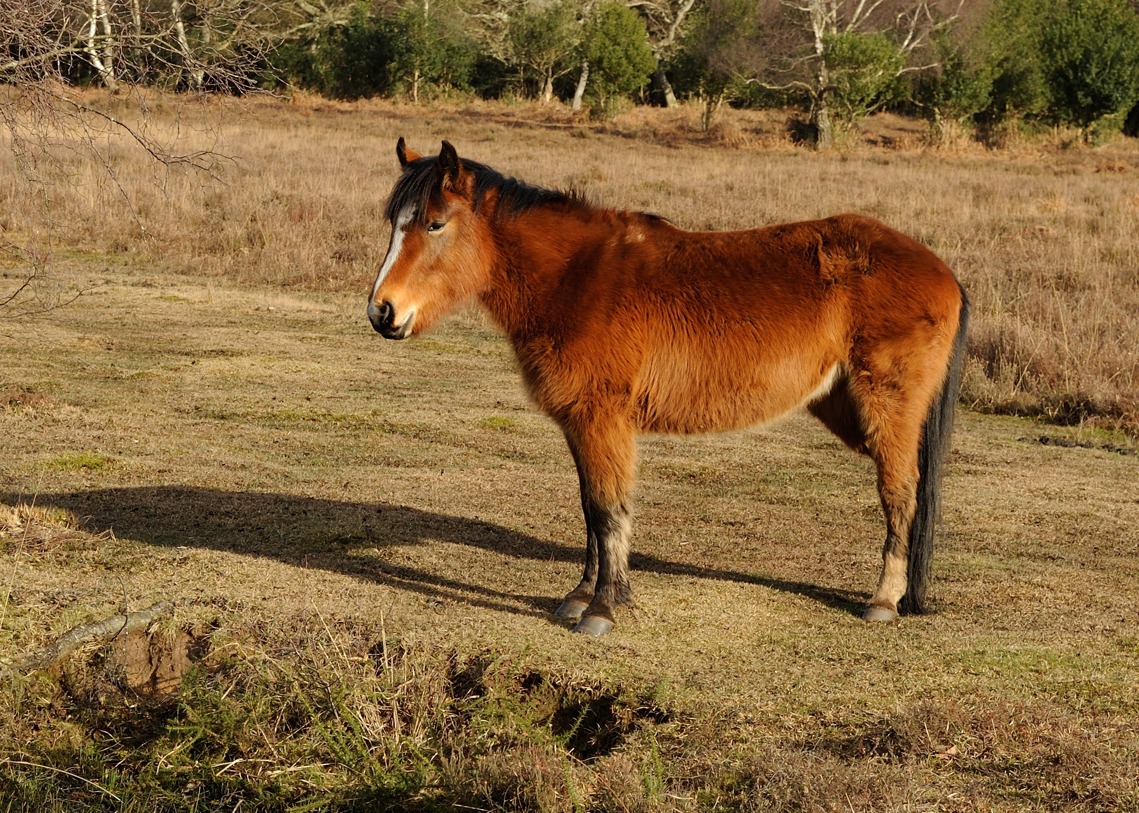 New Forest Pony Dorset-3