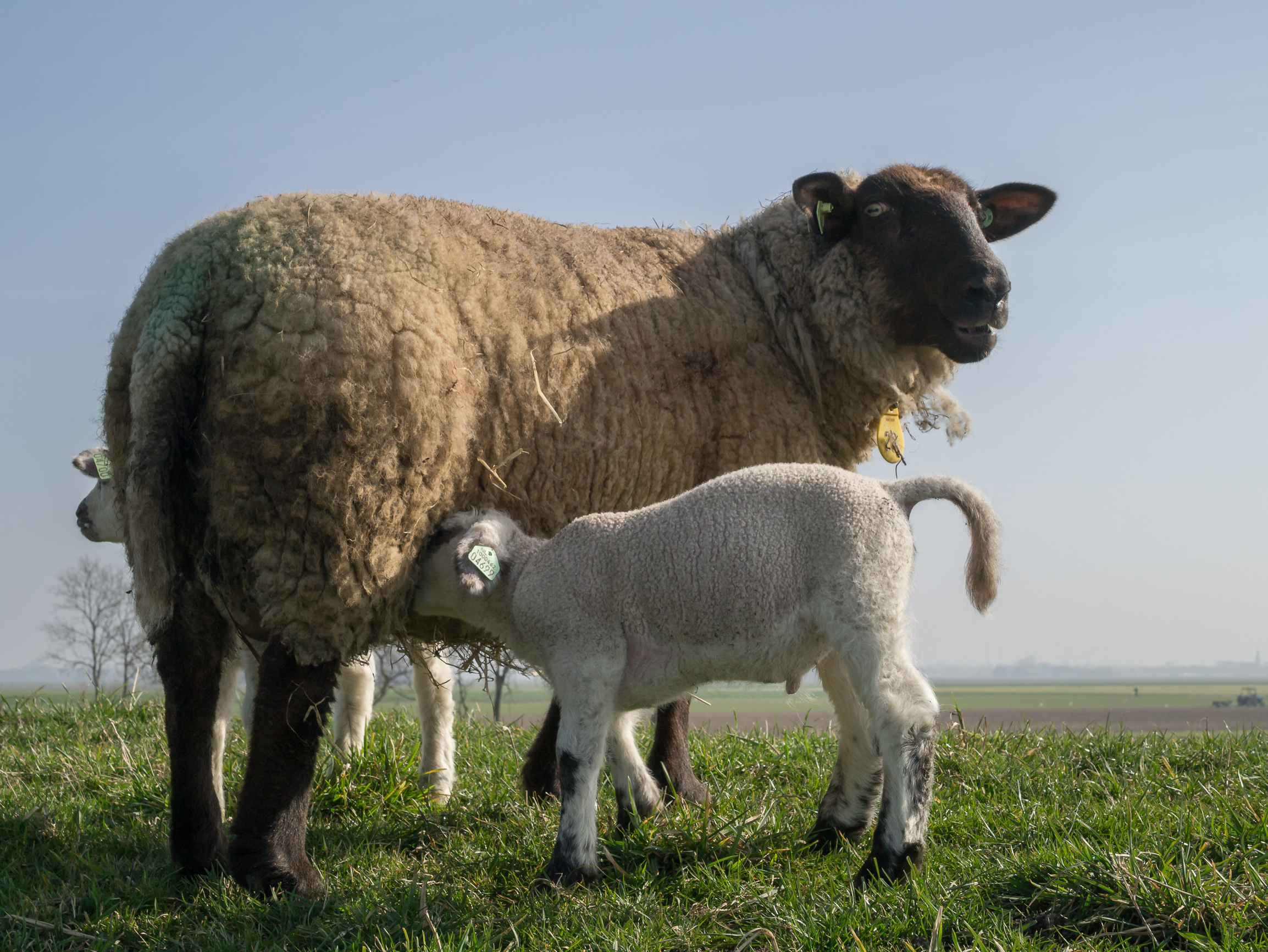 Newborn sheep on Dutch sea dike