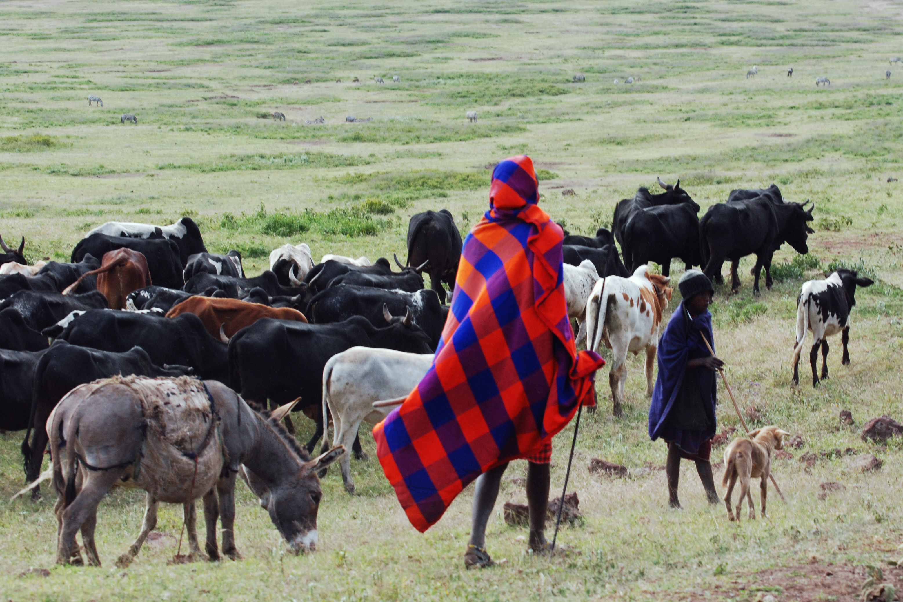 Ngorongoro 2012 05 30 2353 (7500935618)