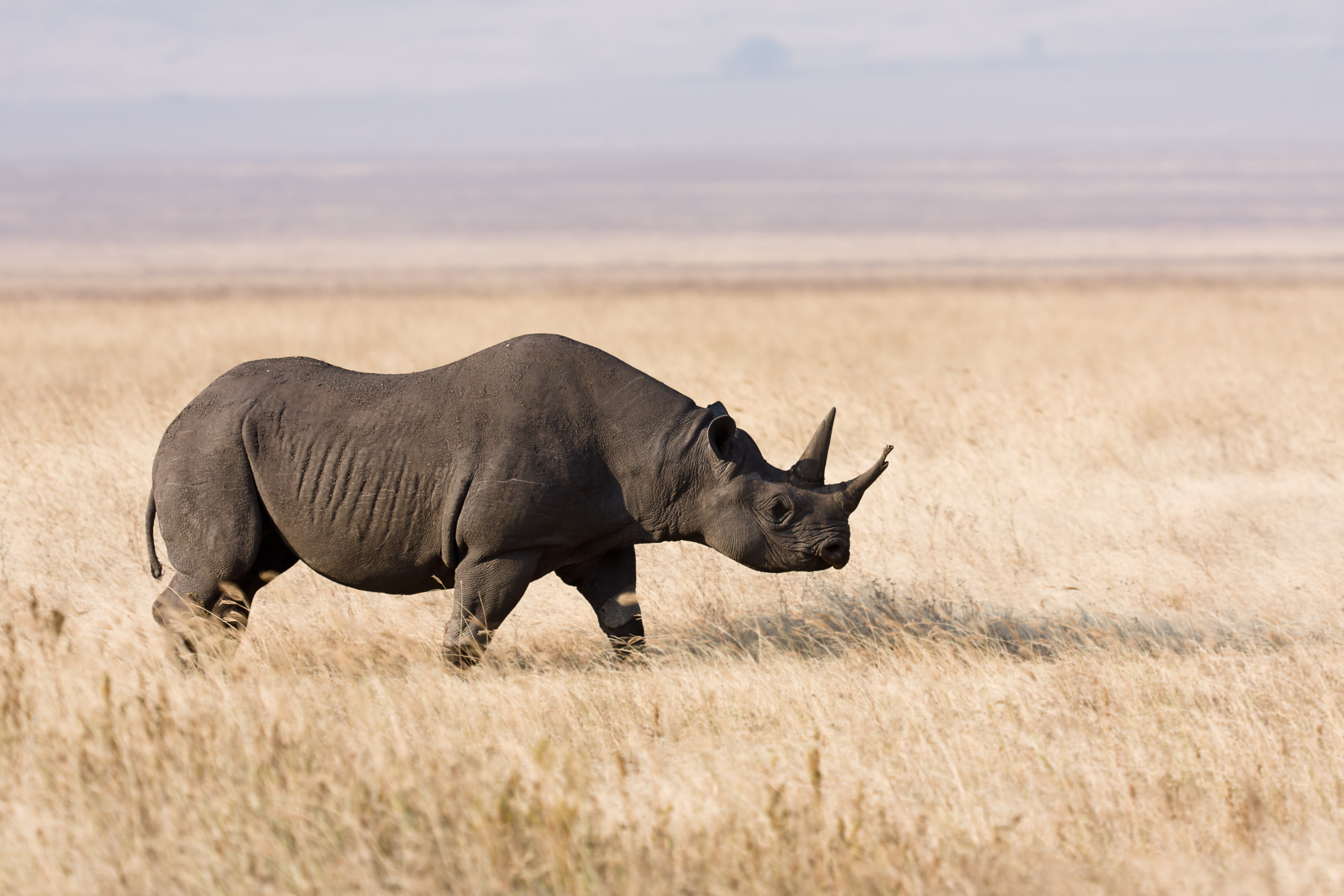 Ngorongoro Spitzmaulnashorn