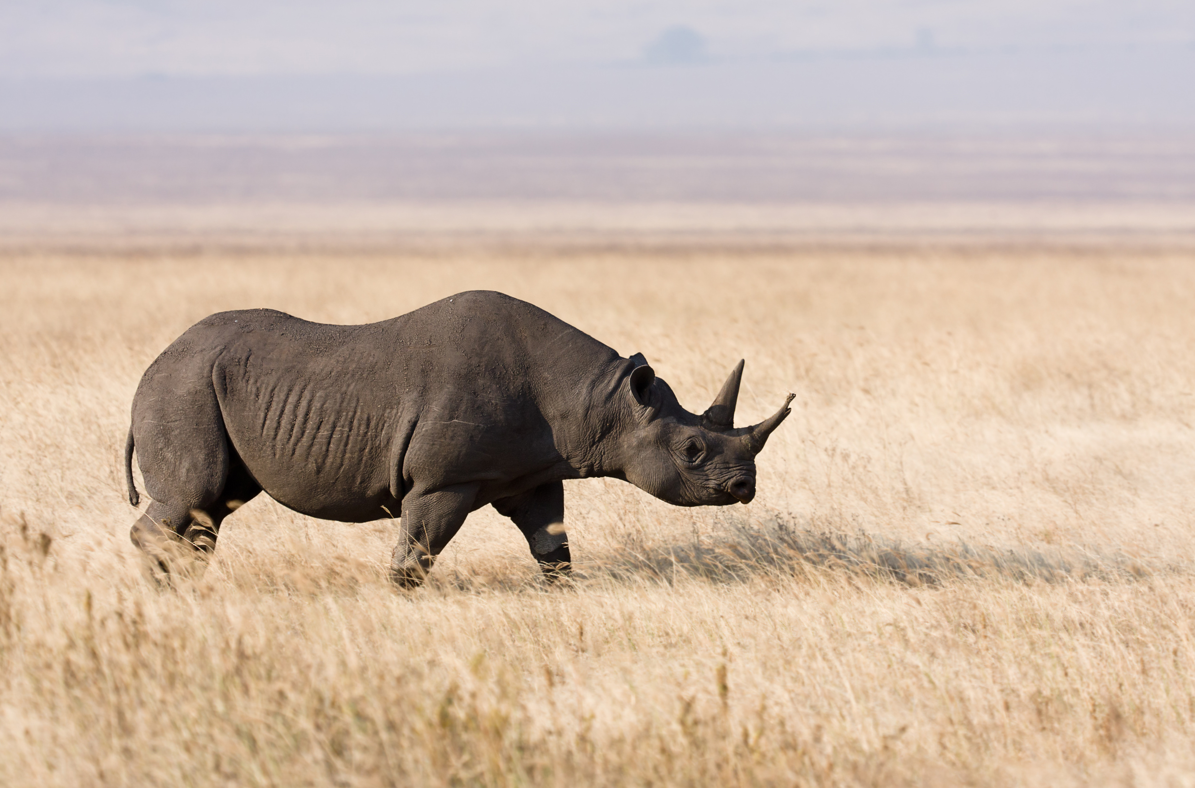 Ngorongoro Spitzmaulnashorn edit1