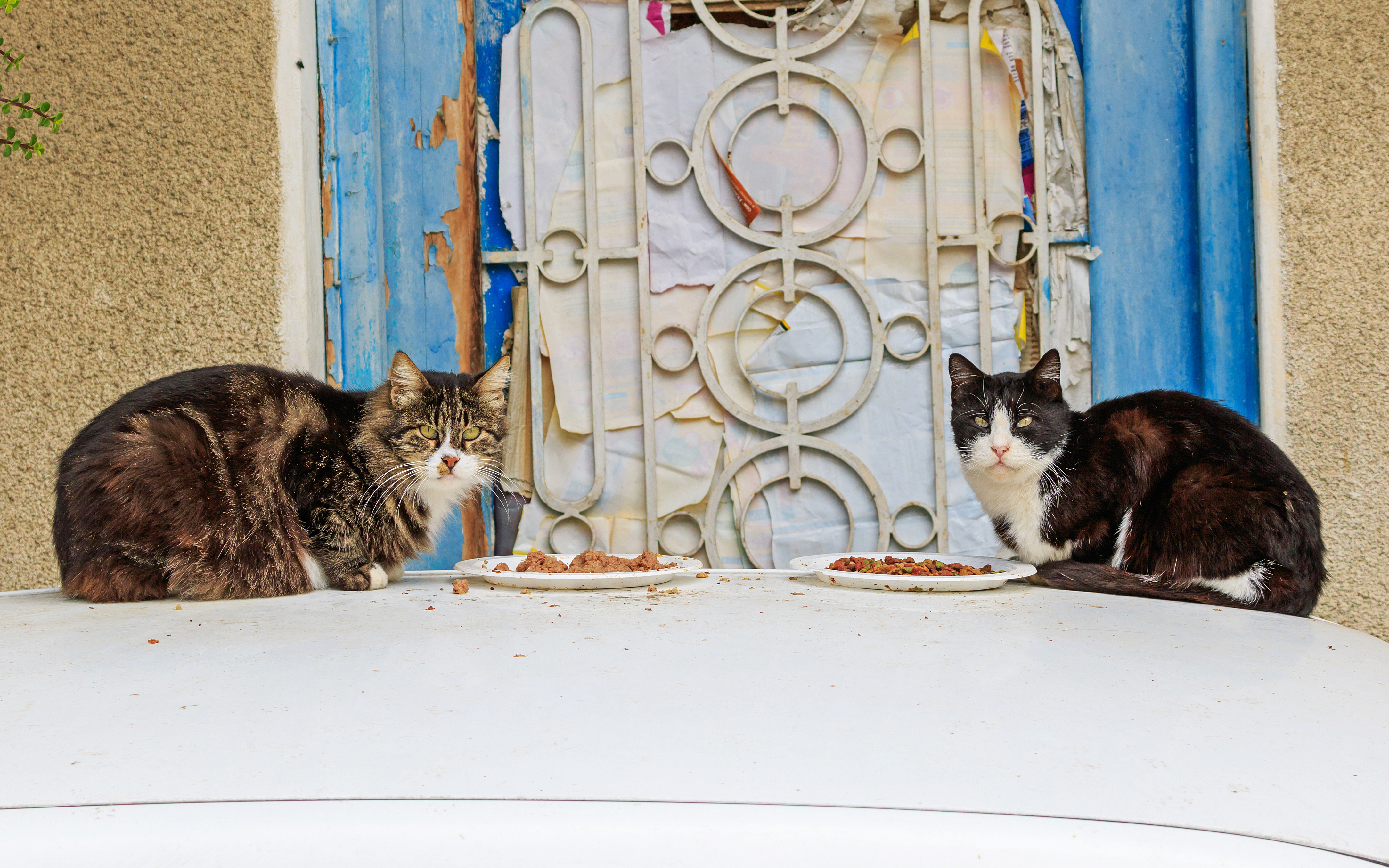 Nicosia 01-2017 img05 cats