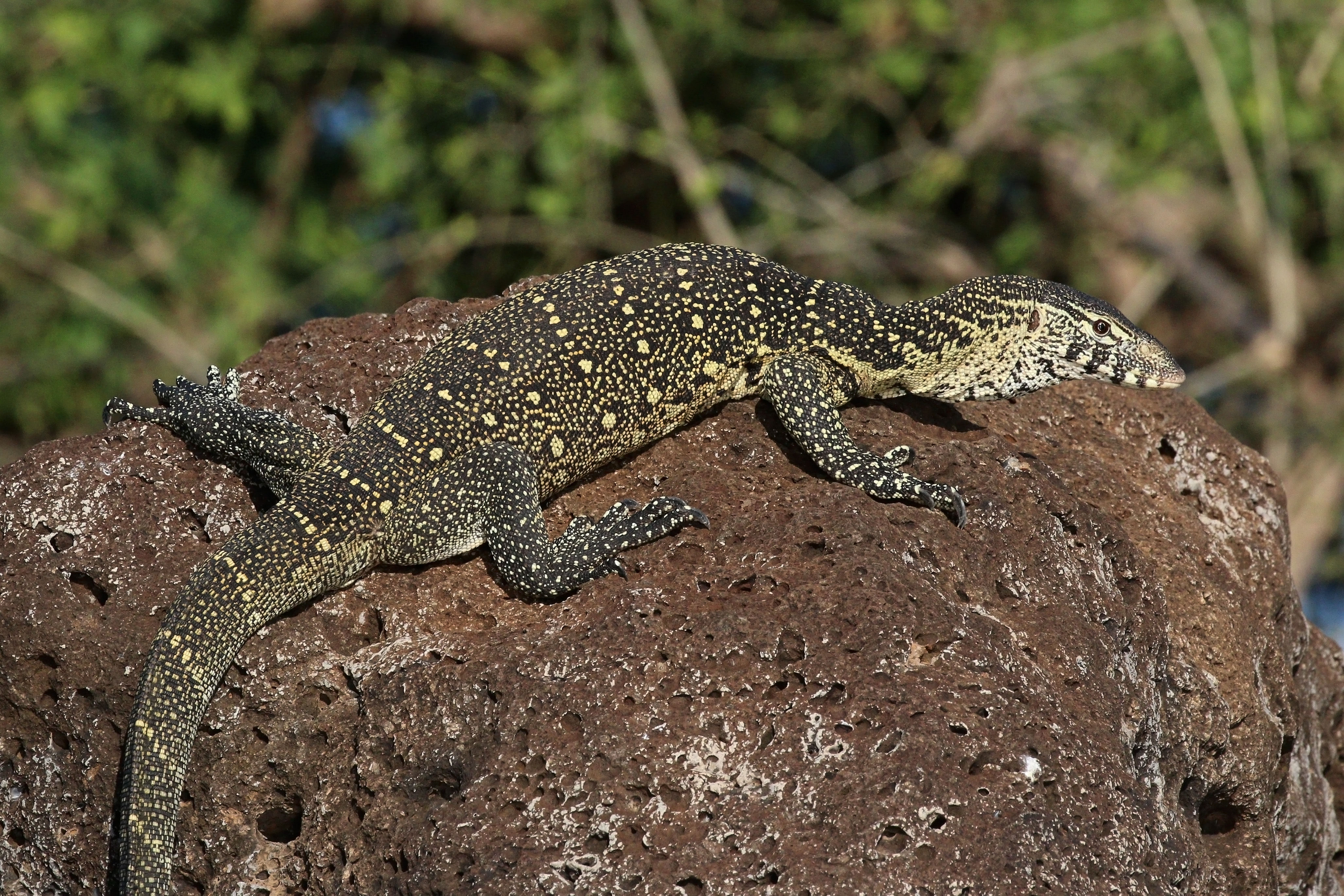 Nile monitor lizard (Varanus niloticus)