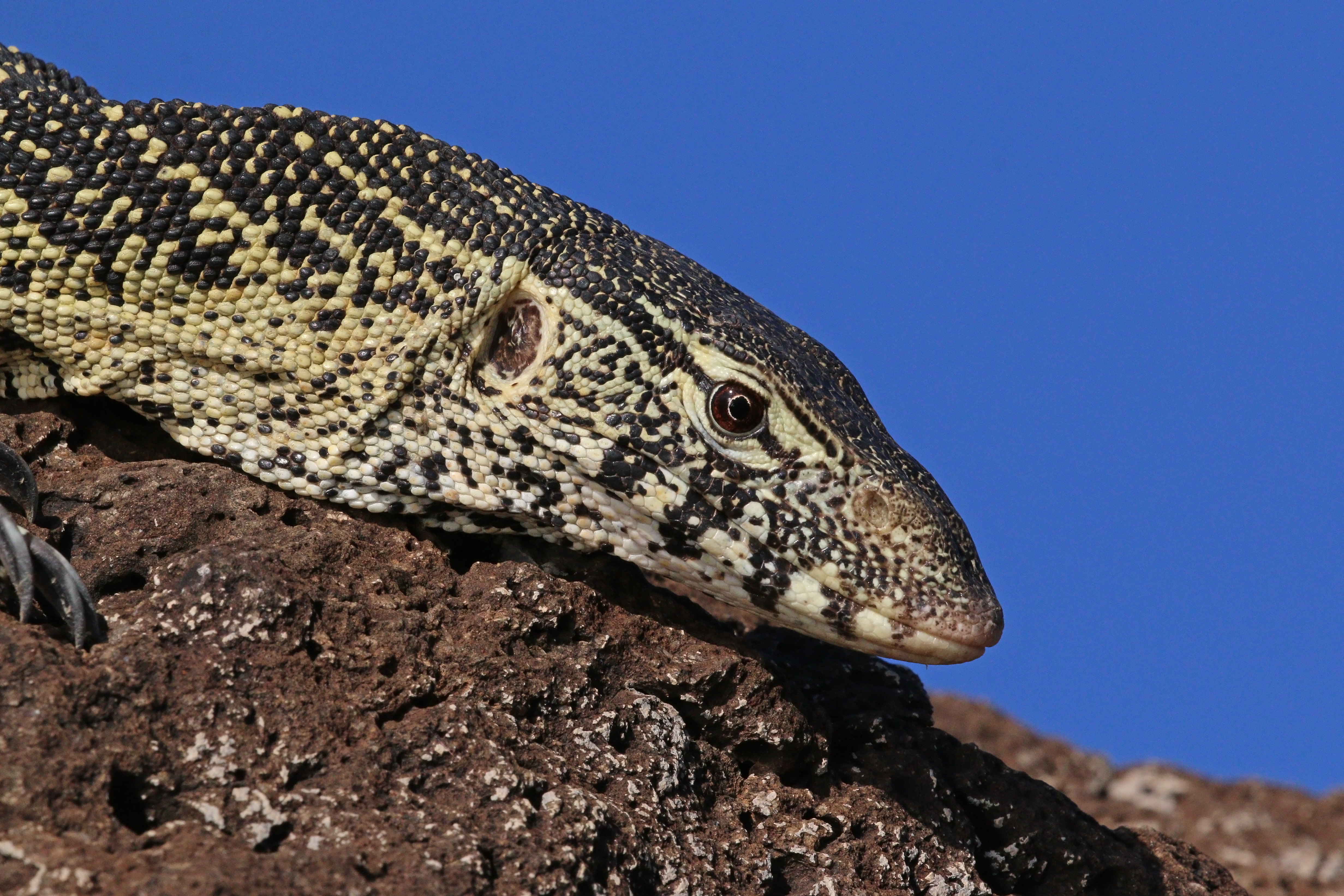 Nile monitor lizard (Varanus niloticus) head