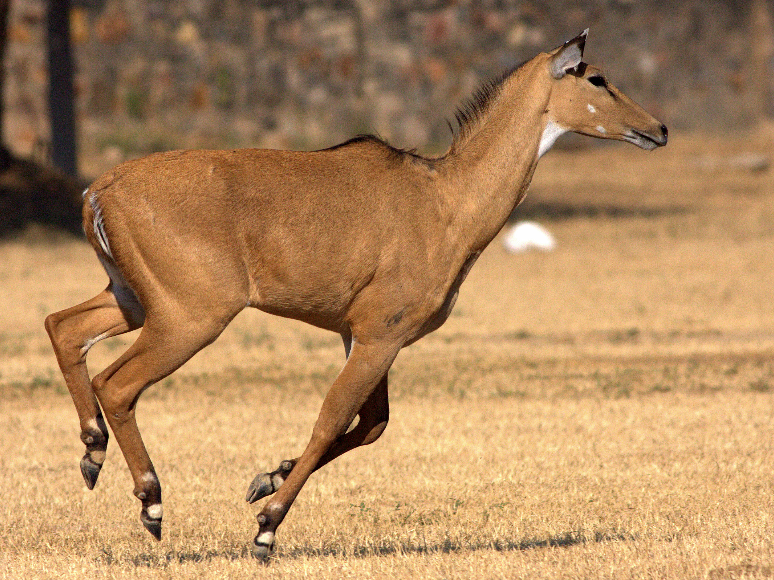 Nilgai running