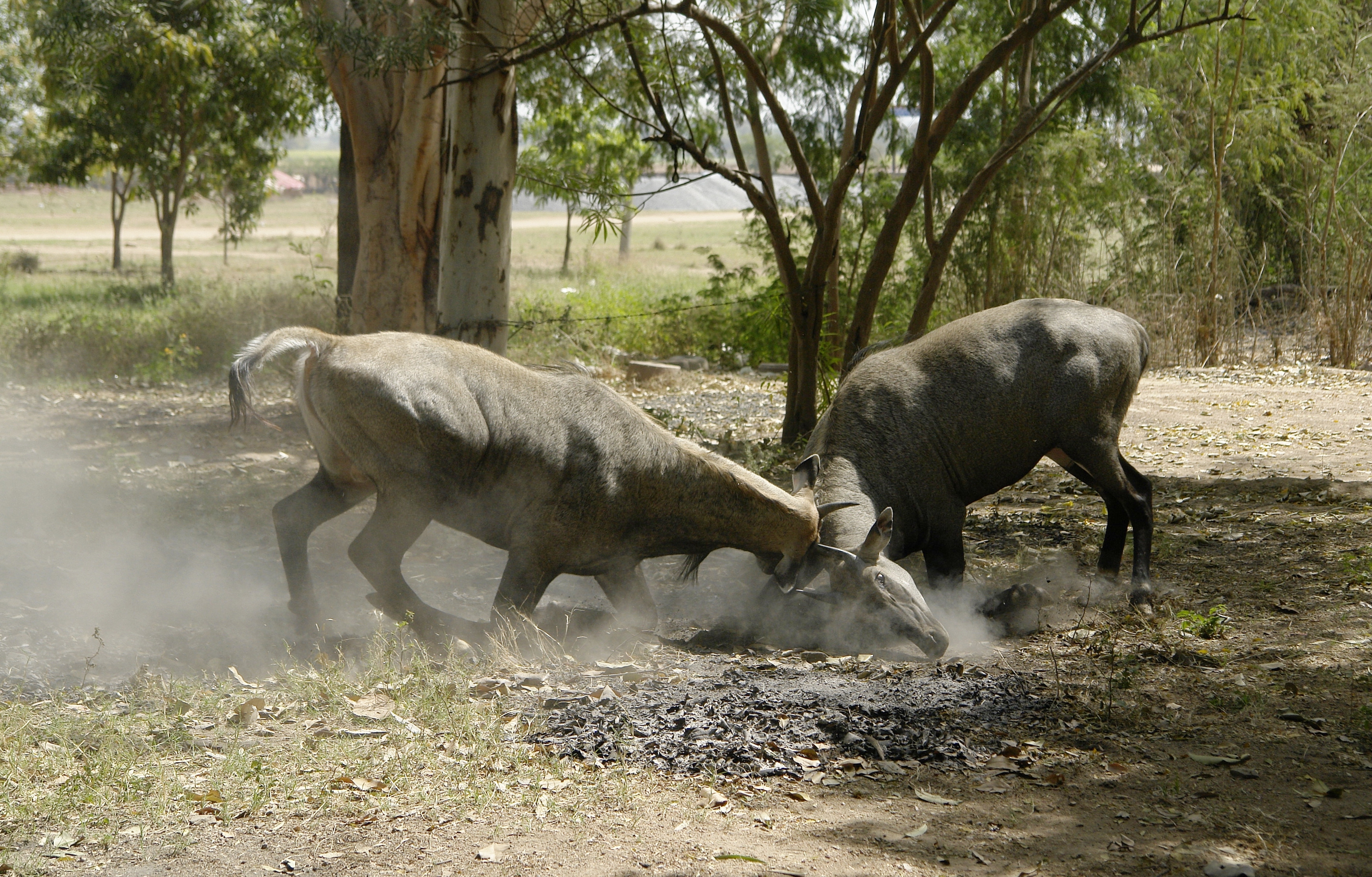Nilgais fighting, Lakeshwari, Gwalior district, India