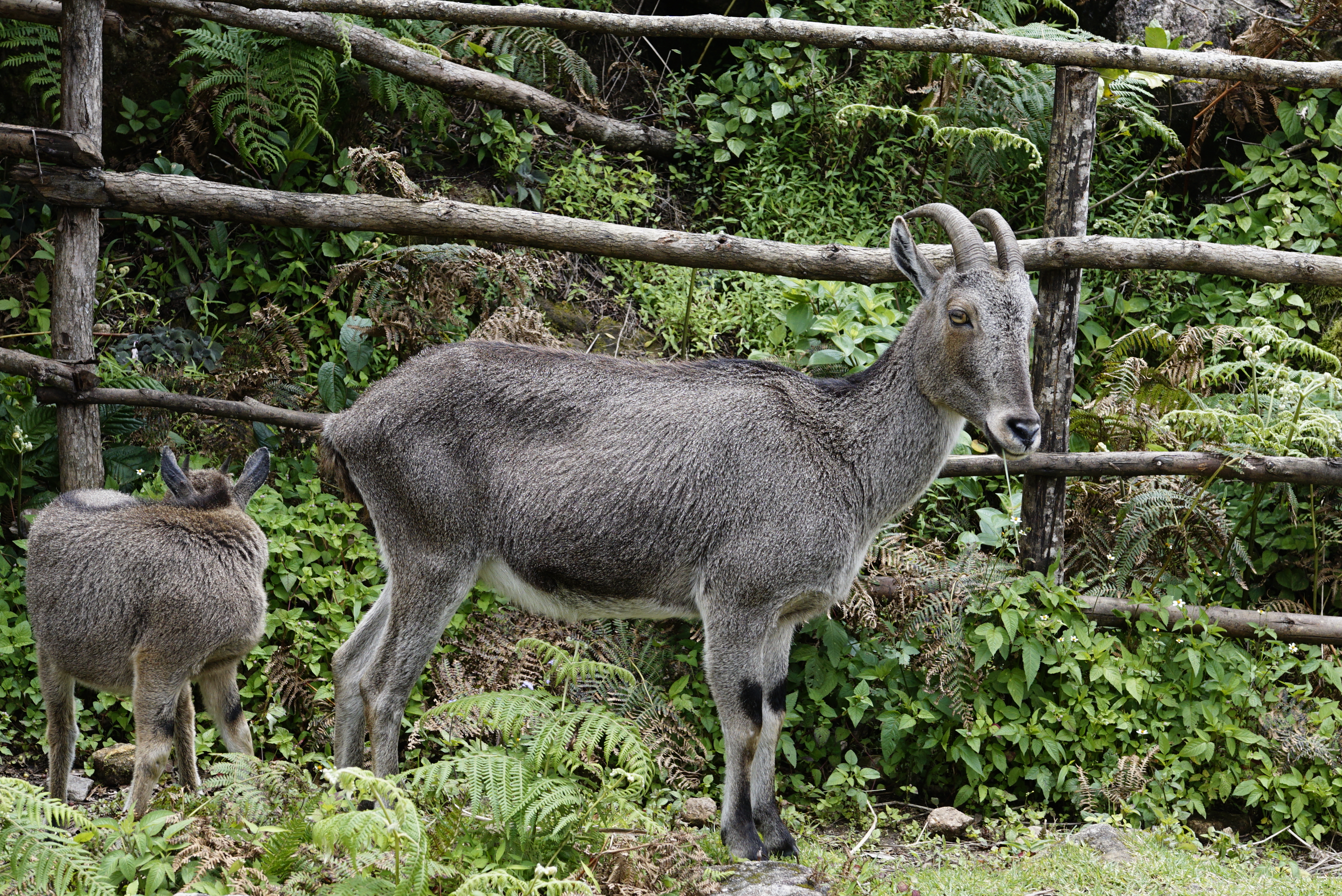 Nilgiritragus hylocrius 2022