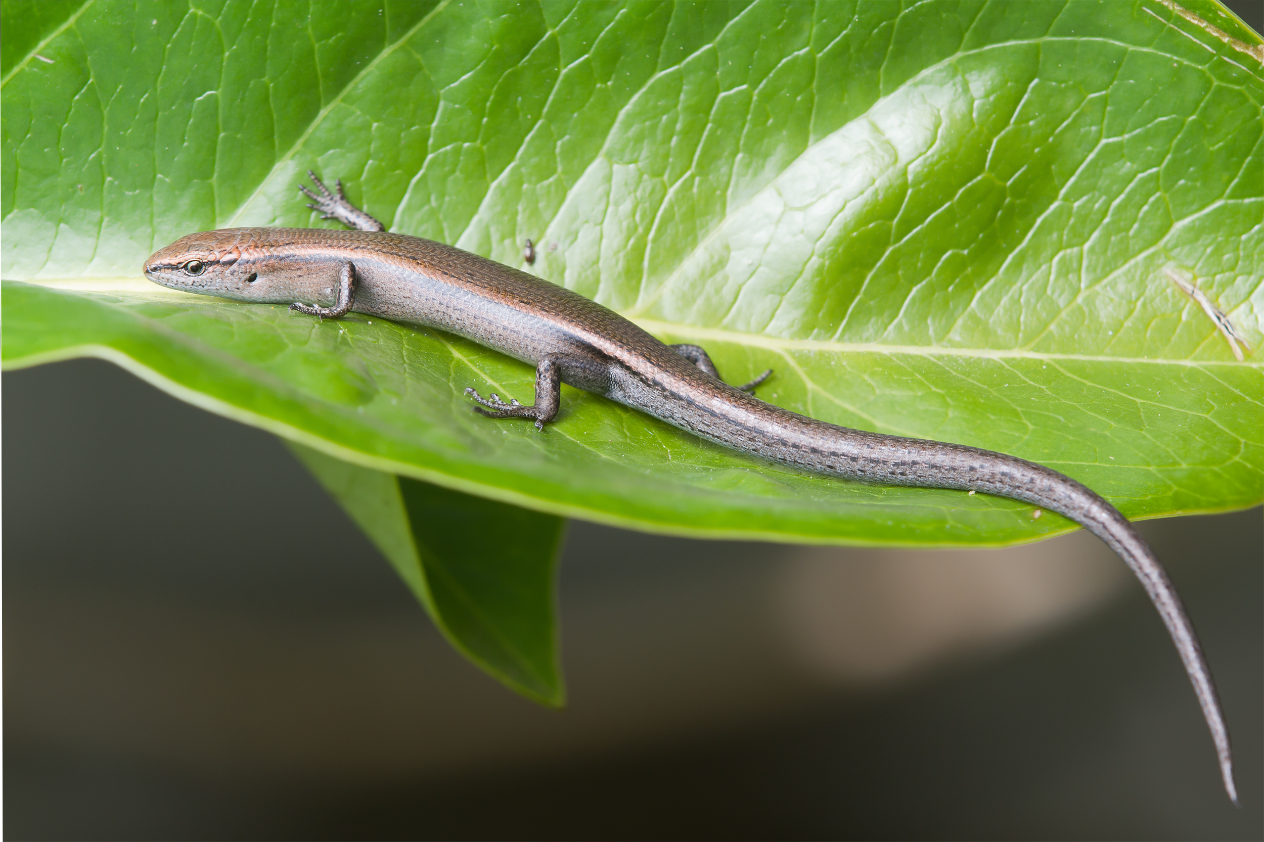 Niveoscincus metallicus - Austin's Ferry