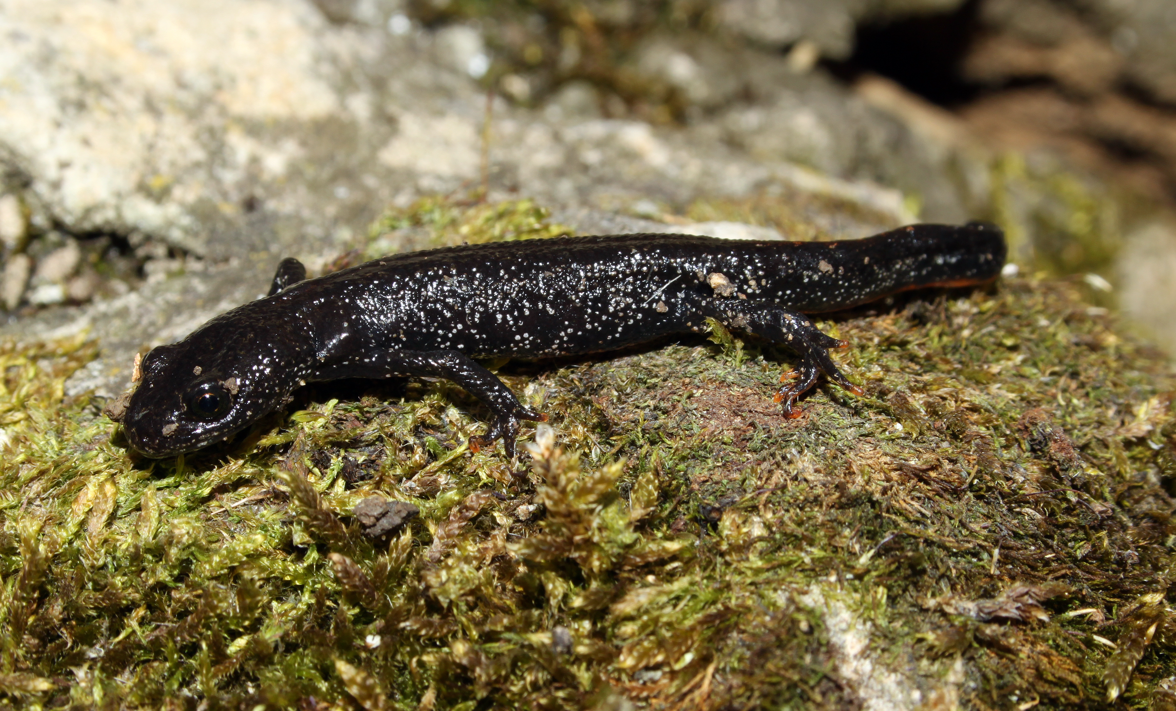Noerdlicher-Kammmolch-triturus-cristatus